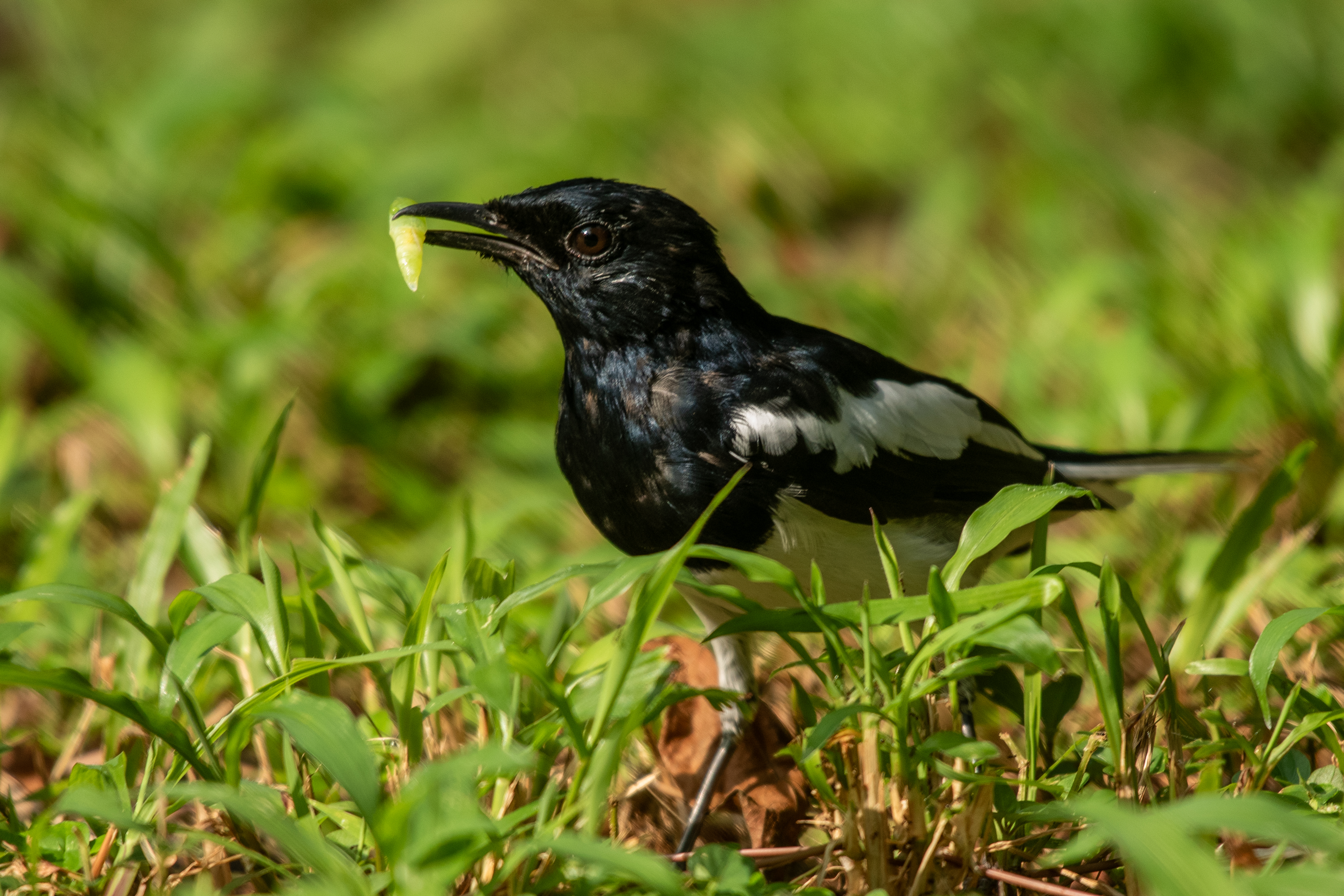 Chatham Islands black robin perched, species photograph.