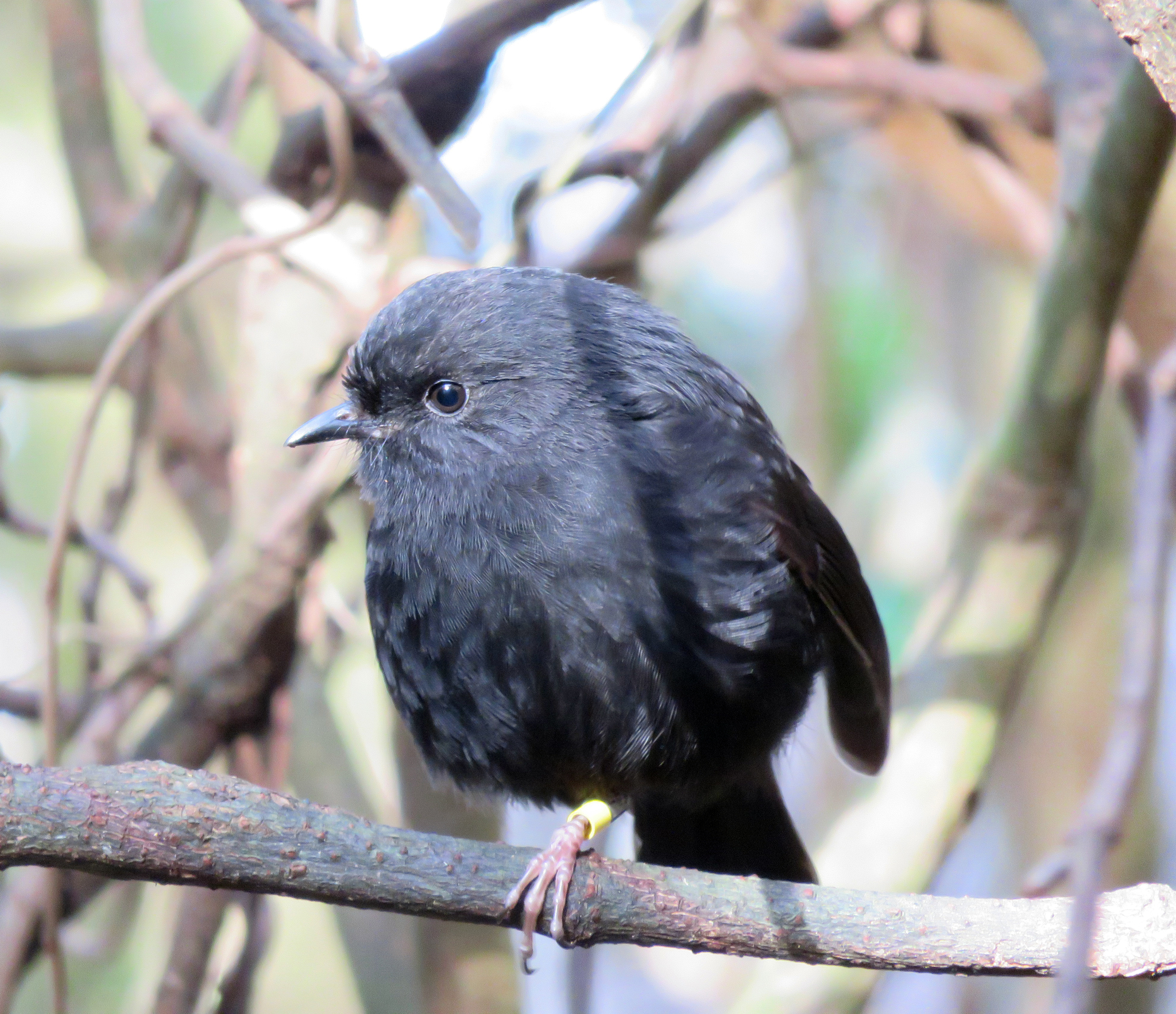 Another field view of a Chatham robin.