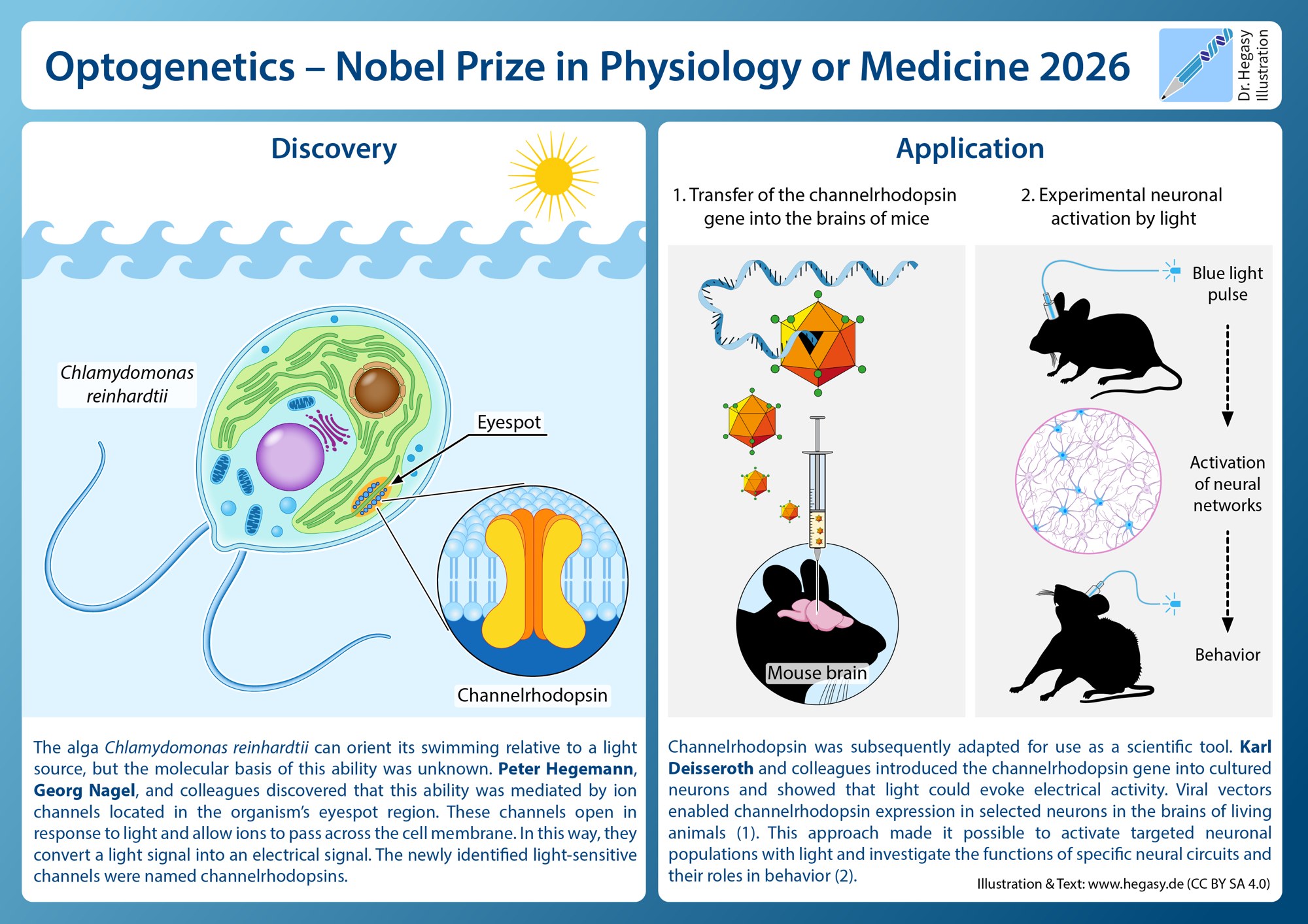 An explanatory diagram in two panels: on the left, a green alga with an eyespot and a channel protein; on the right, a gene being delivered into a mouse brain and blue light activating neurons and changing behavior.