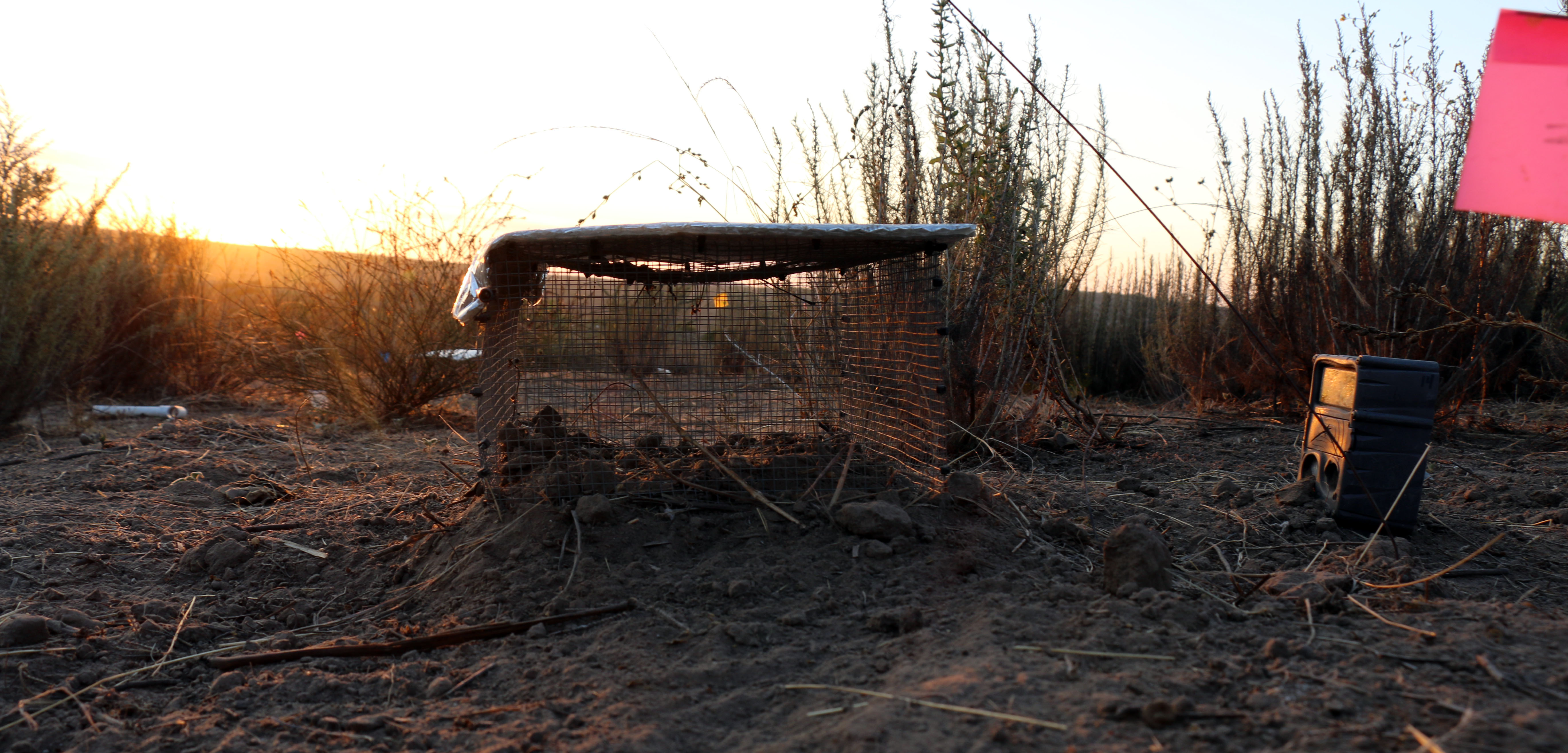 A low wire acclimation enclosure sits on coastal scrub ground among dry plants.