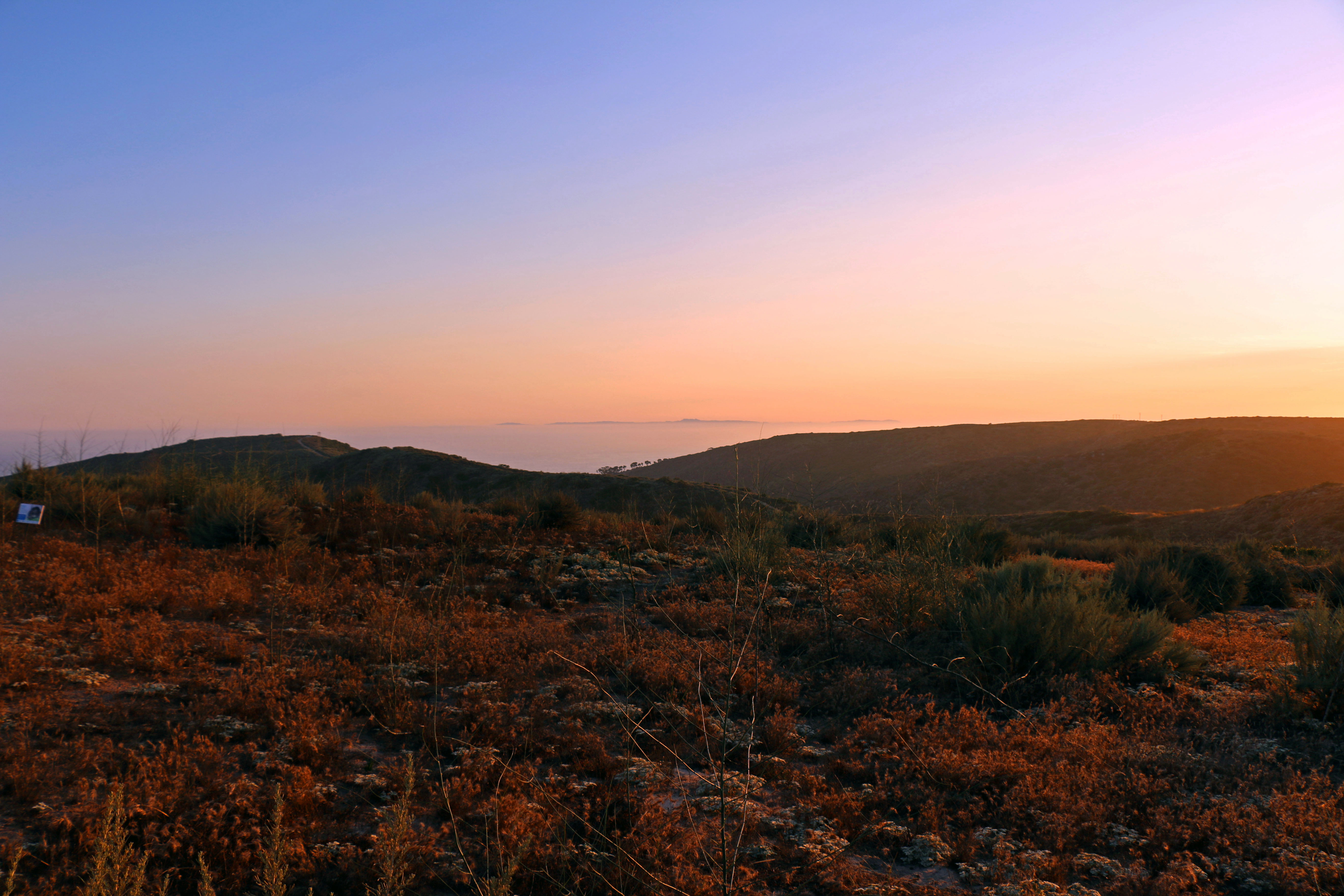 Open coastal scrub habitat with low shrubs and sandy soil under a clear sky.