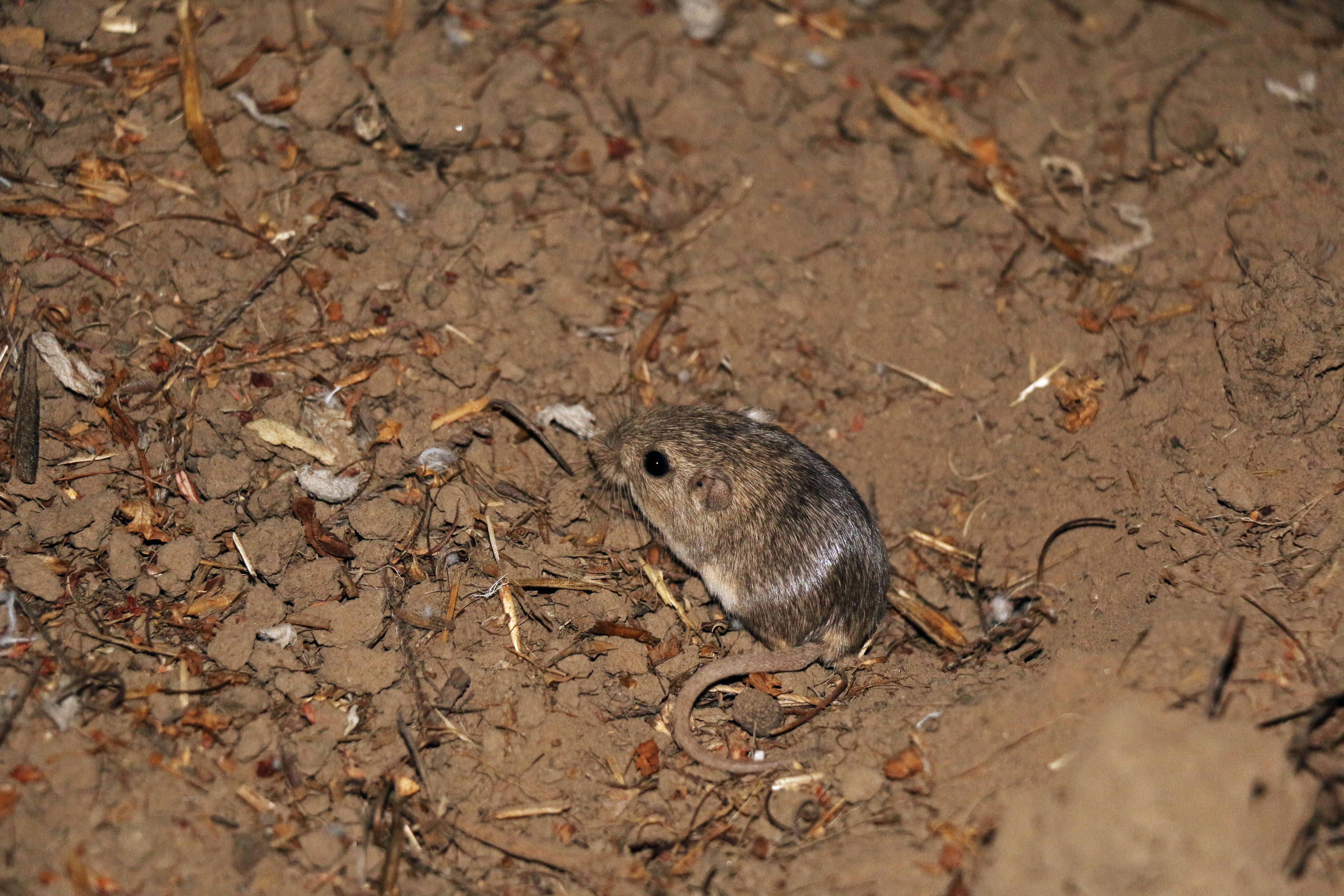 A small gray-brown pocket mouse with large eyes sits on sand among dry vegetation.