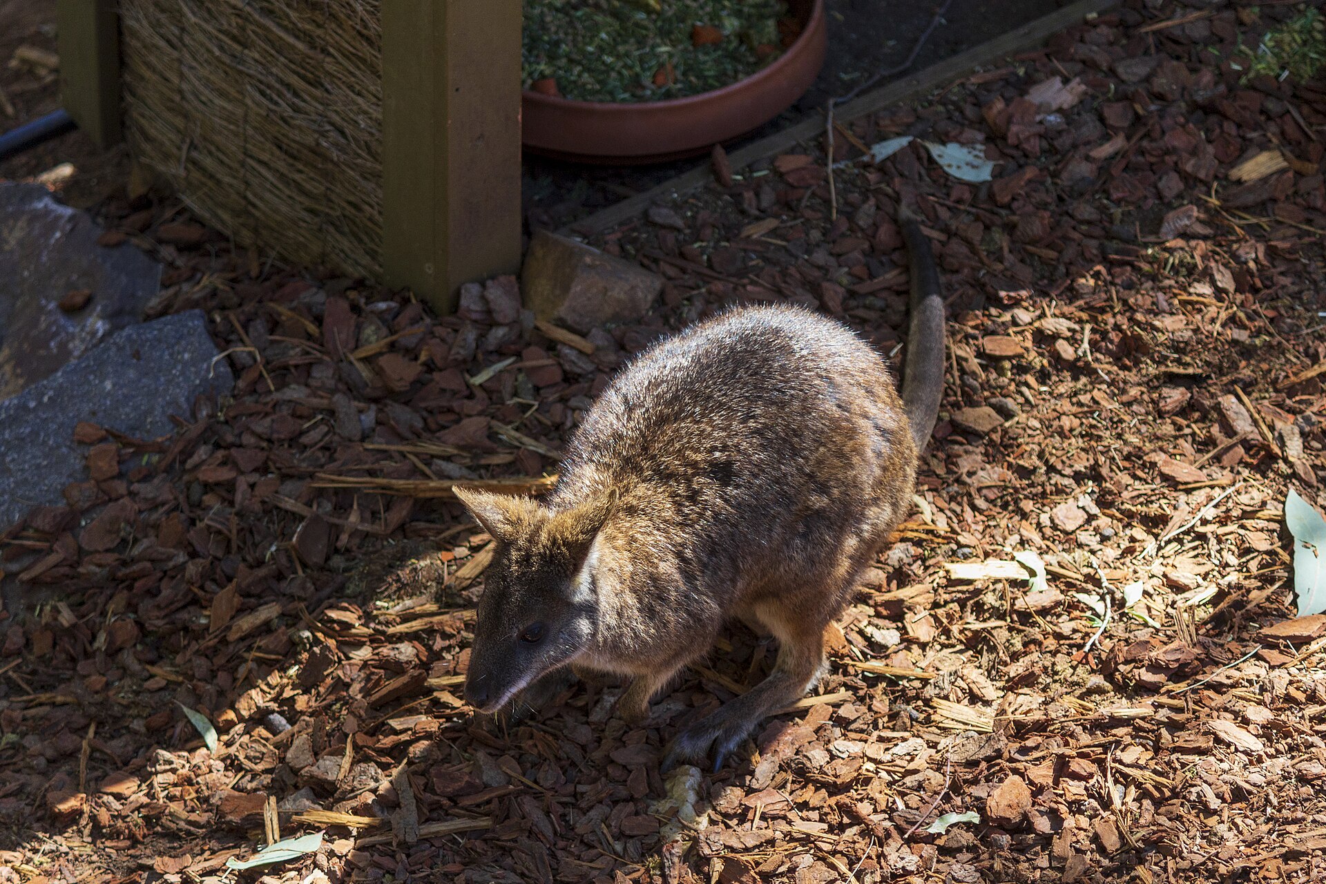 Parma wallaby in a zoo enclosure.