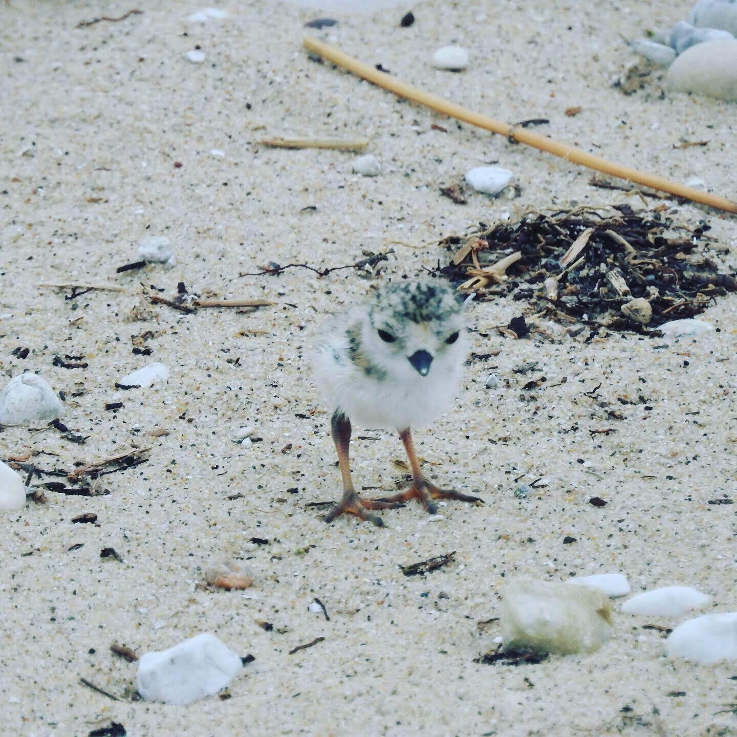 A tiny speckled piping plover chick standing on pale sand scattered with pebbles and dry vegetation.