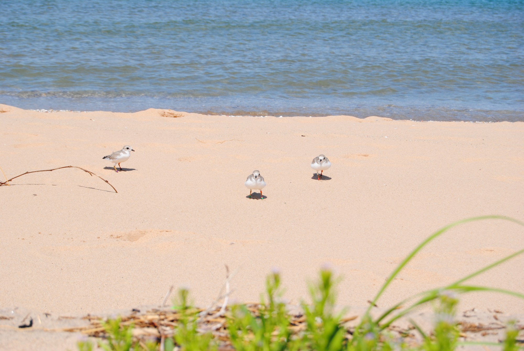 Three young piping plovers with grey backs and white bellies run across a sandy beach near a patch of grass.