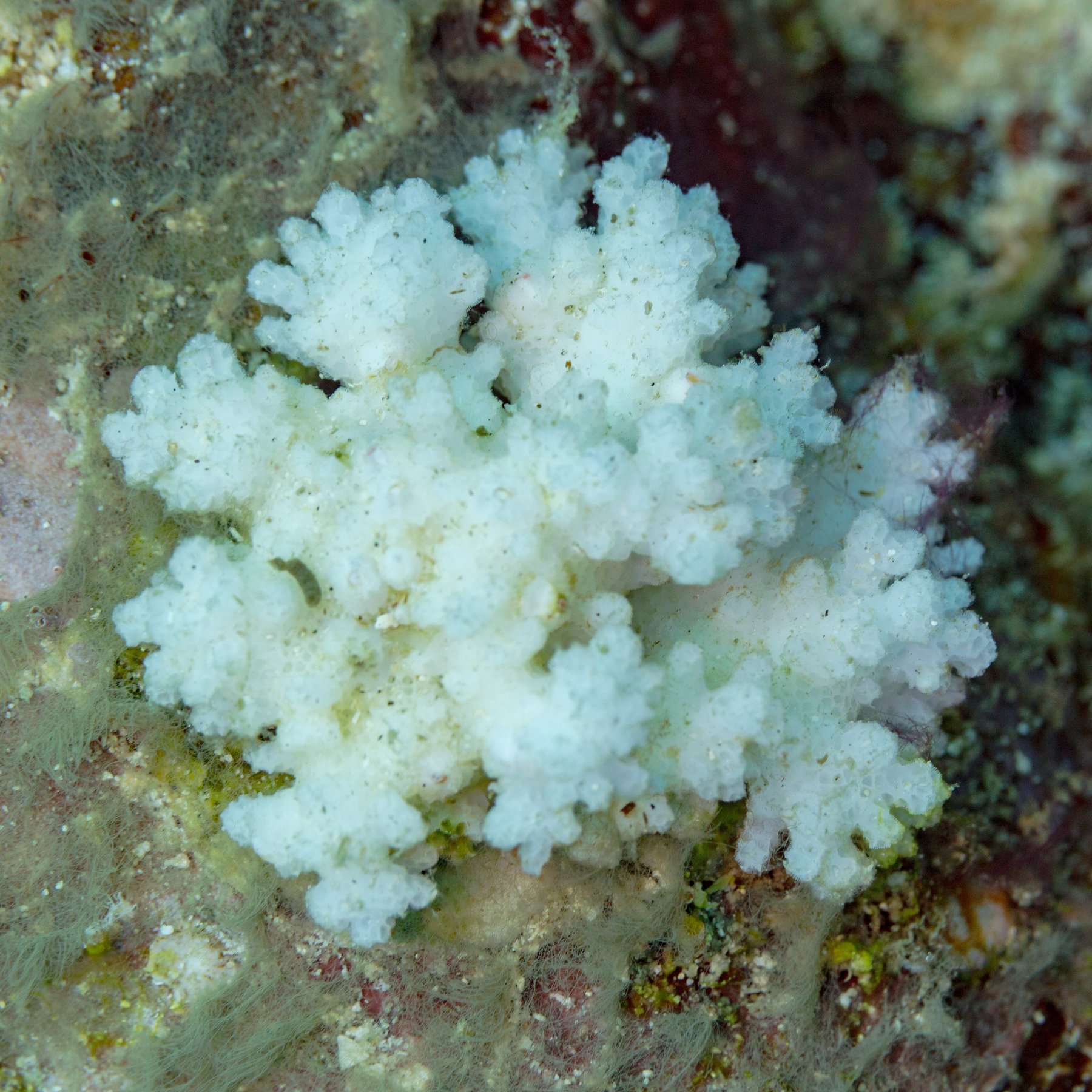 A branching cauliflower coral, Pocillopora damicornis, on a reef in the Philippines.