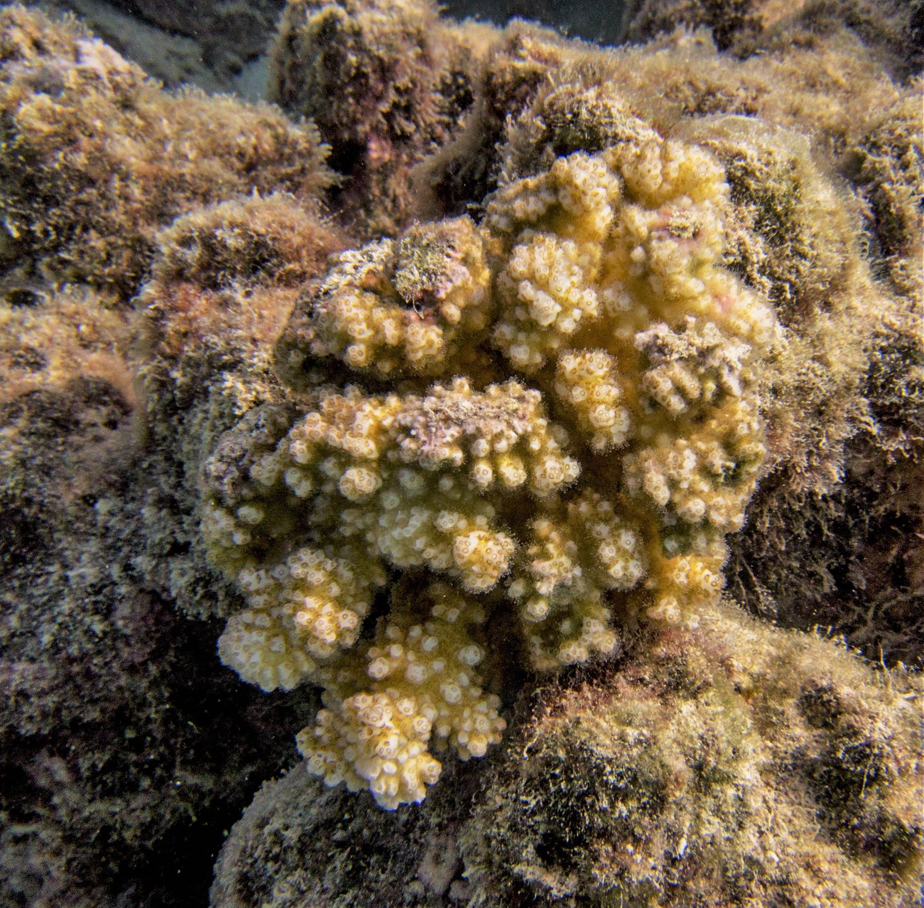 A healthy Pocillopora damicornis coral colony off Moorea, French Polynesia.