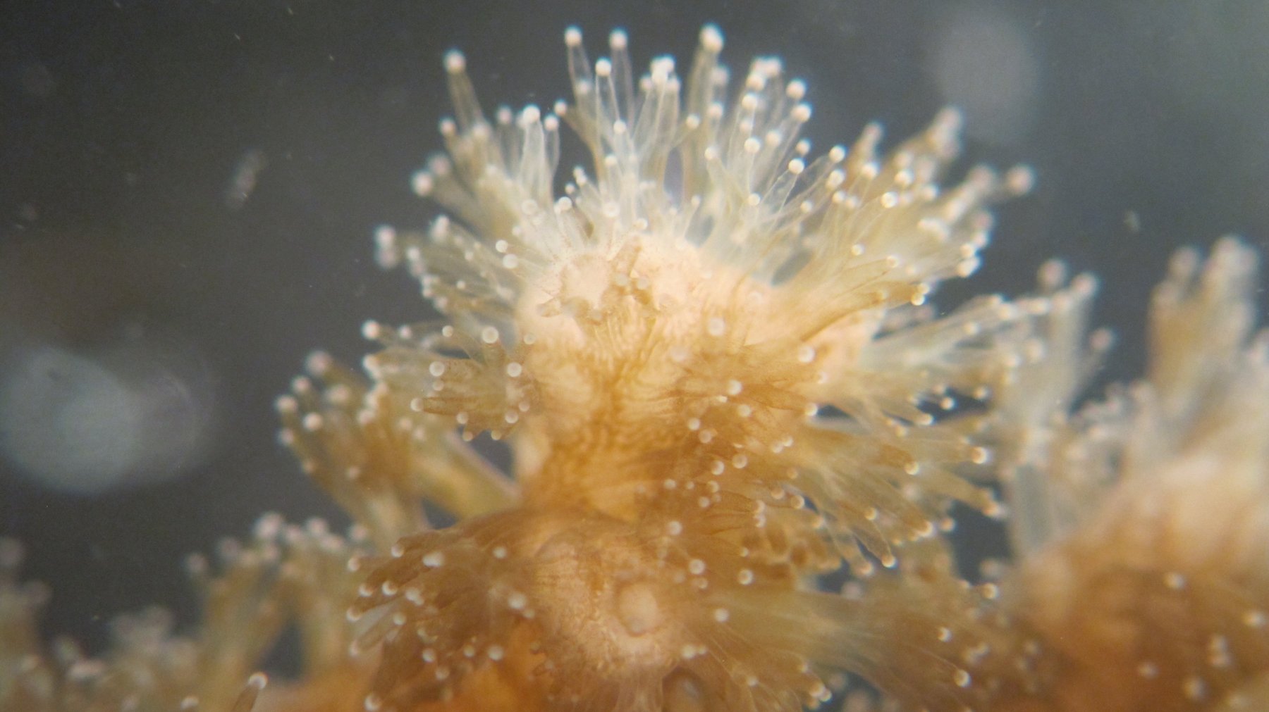 Close-up microscope view of Pocillopora damicornis coral polyps.