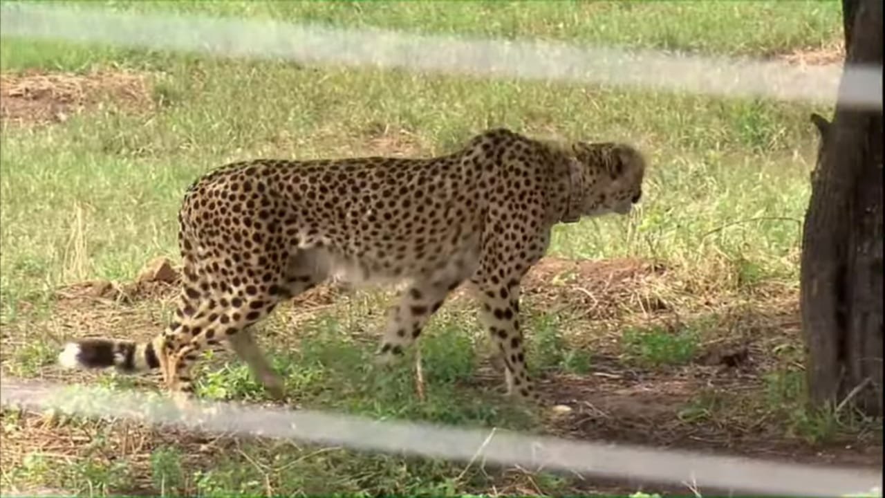 A cheetah associated with the Project Cheetah reintroduction in India.