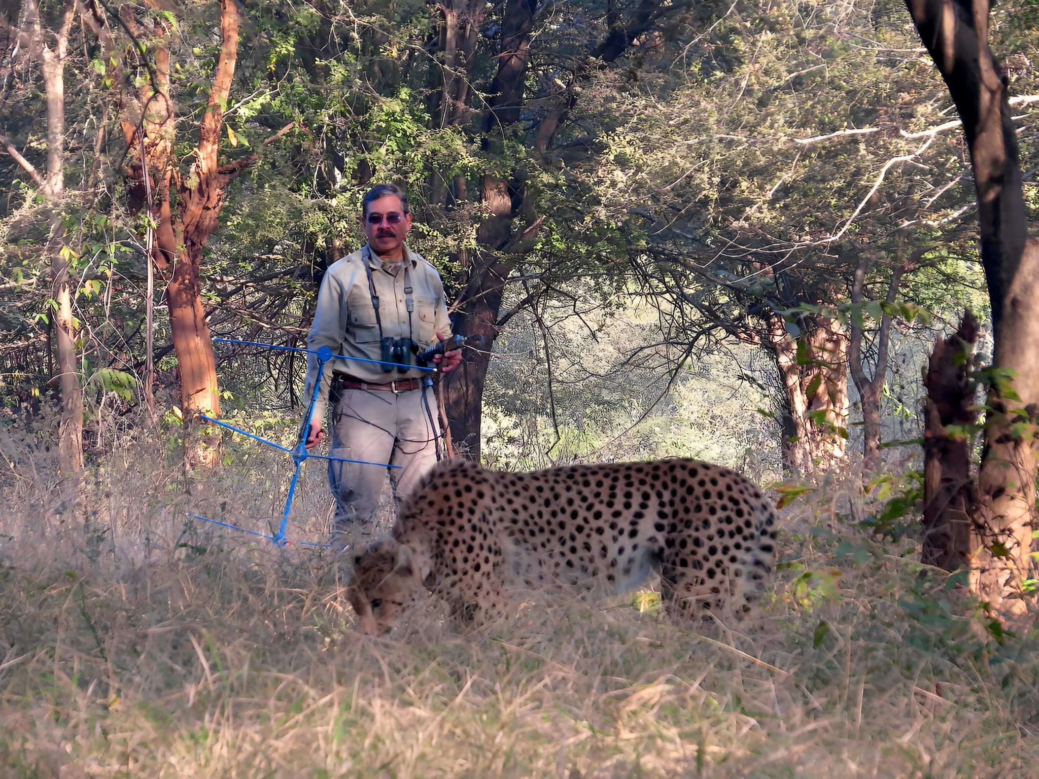 A scientist with a cheetah at Kuno National Park during the reintroduction programme.