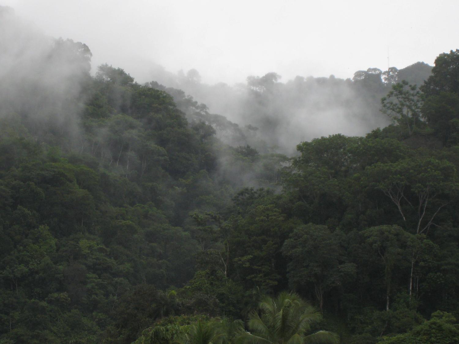 Mist rising over a dense green rainforest canopy on forested hills.