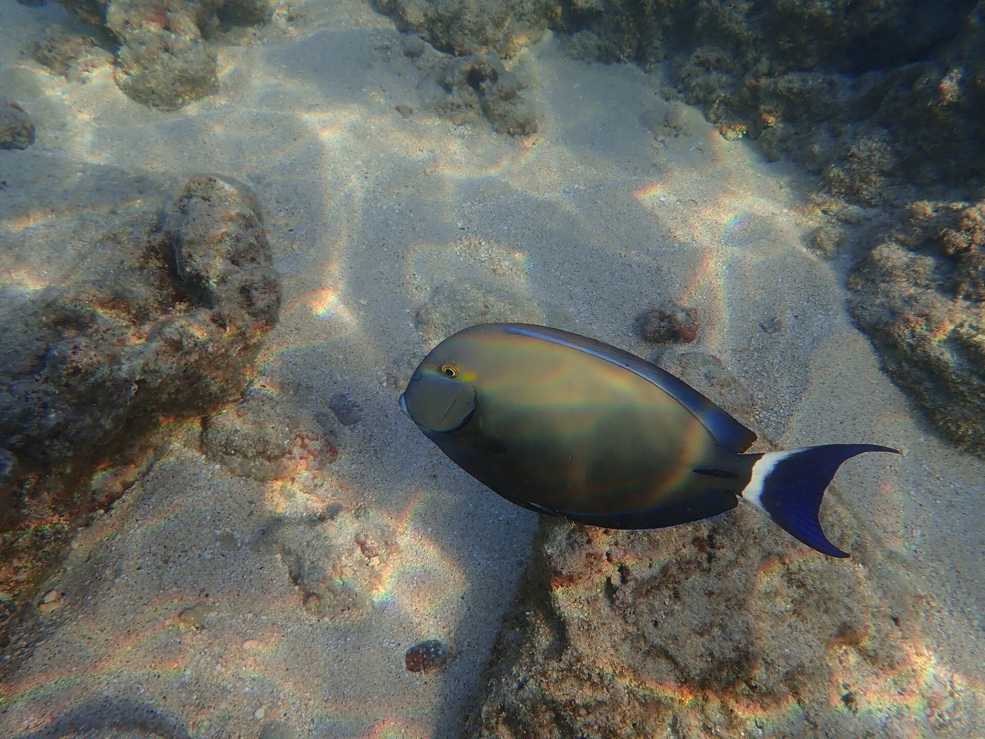 Ringtail surgeonfish at Hanauma Bay, Honolulu.