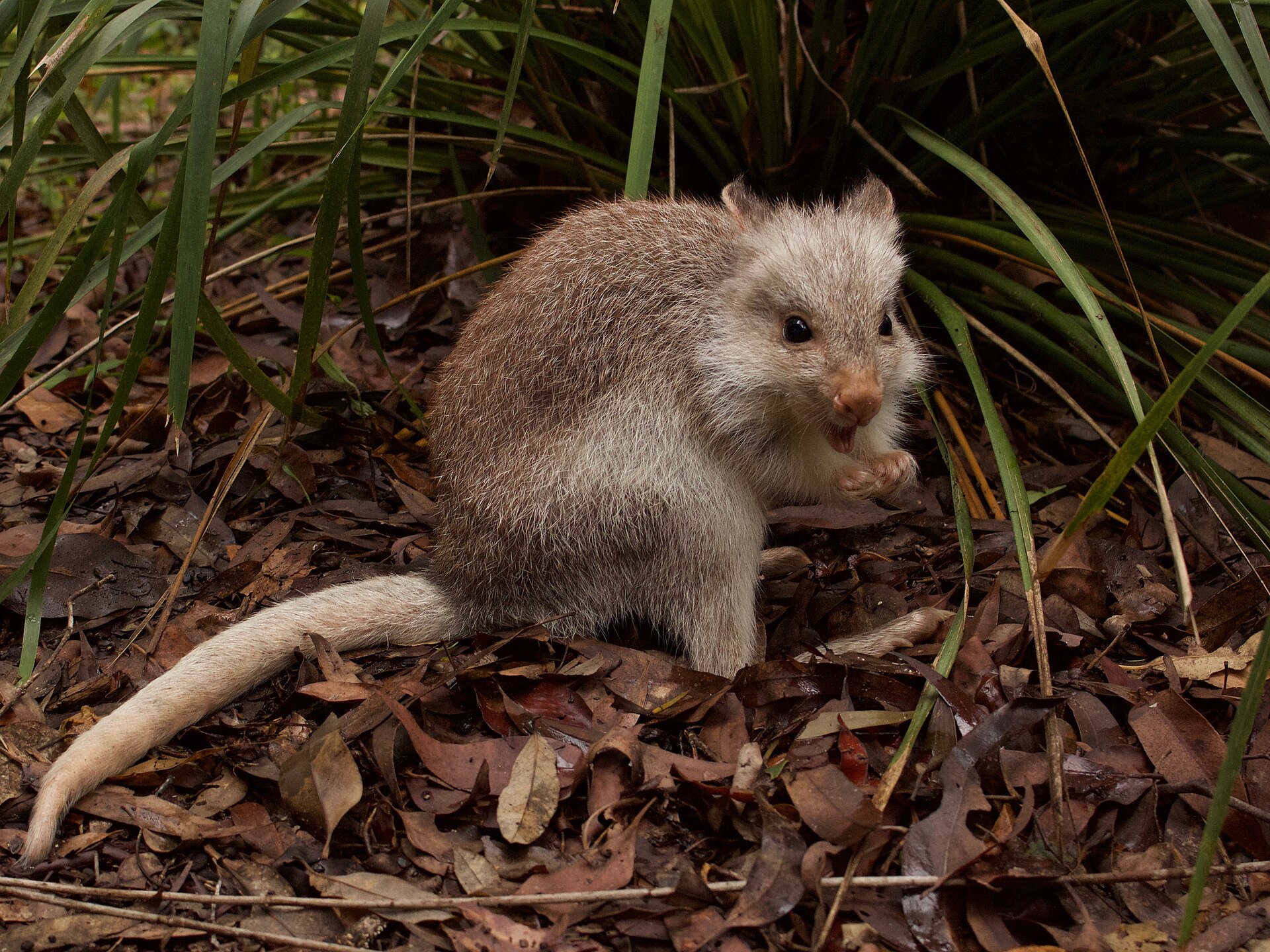 Rufous bettong among grasses and leaf litter.