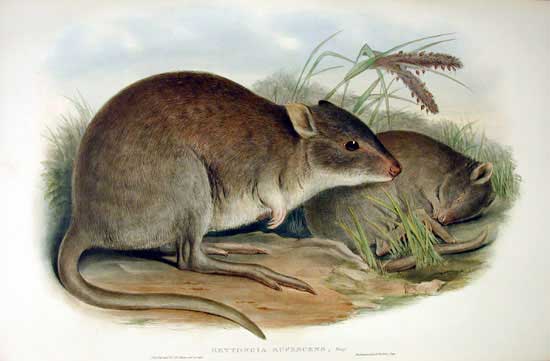 John Gould hand-coloured lithograph of rufous bettongs.