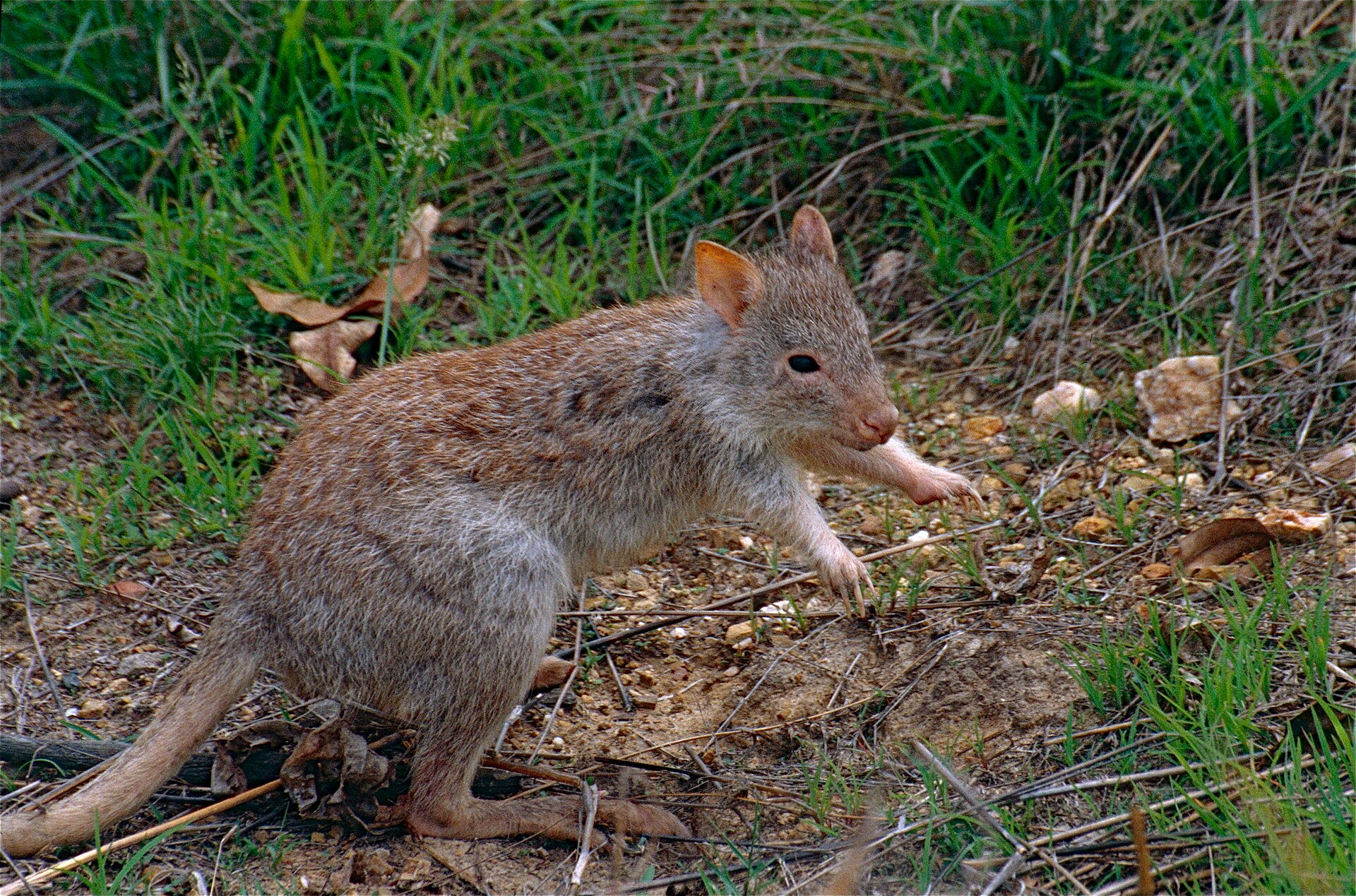 Rufous bettong on grass and leaf litter at Mareeba, Queensland.