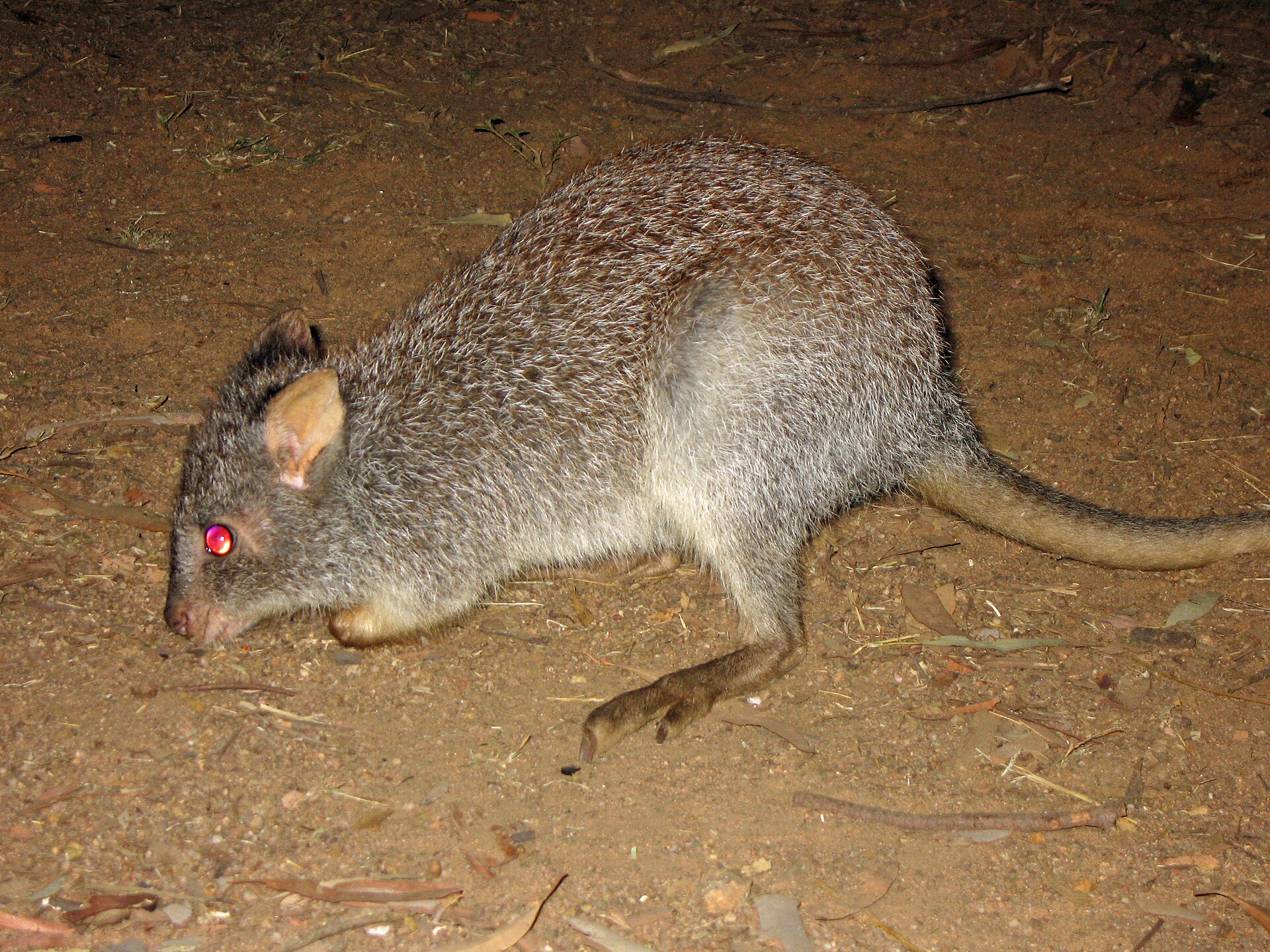 Rufous bettong moving across bare ground at night.