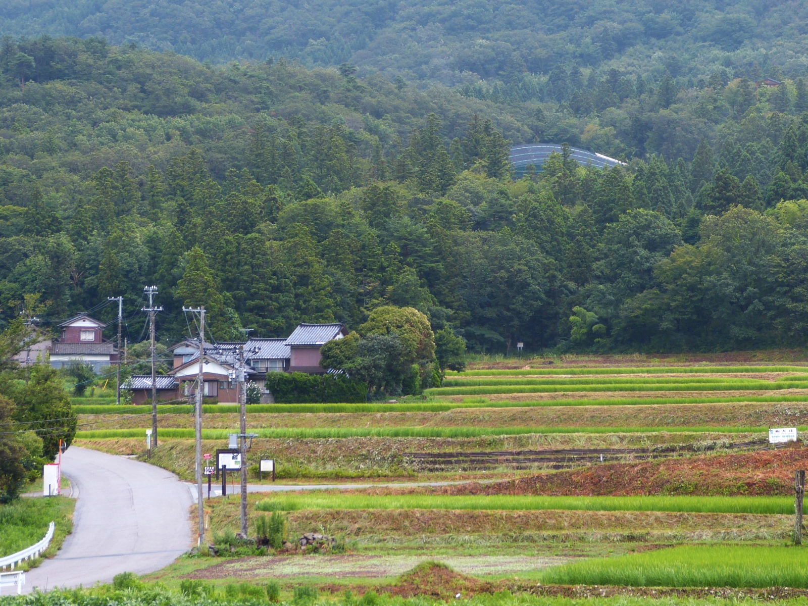 A forested hillside on Sado Island with a large netted acclimatization cage visible among the trees.