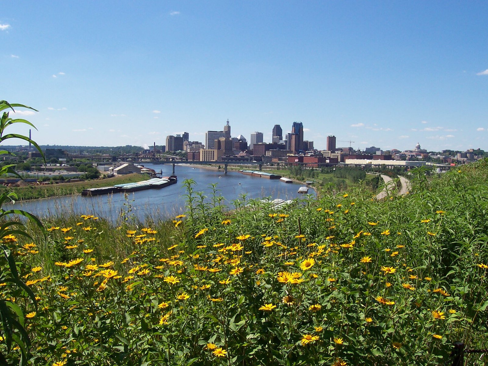 Yellow wildflowers in the foreground on a bluff overlooking the Mississippi River, barges and the downtown St. Paul skyline under a blue sky.