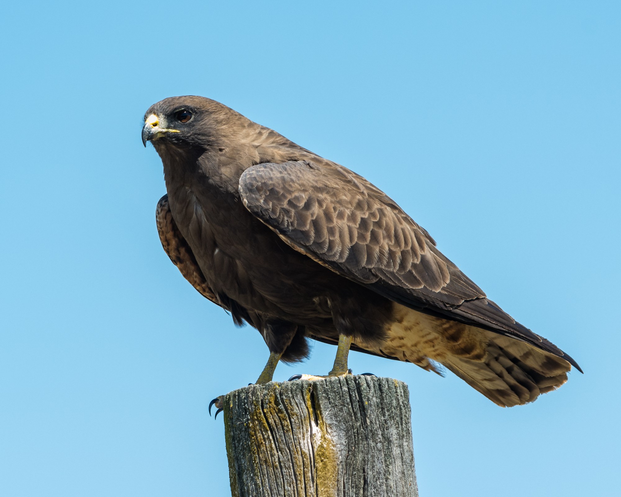 A dark brown hawk perched on a weathered post against a clear blue sky.