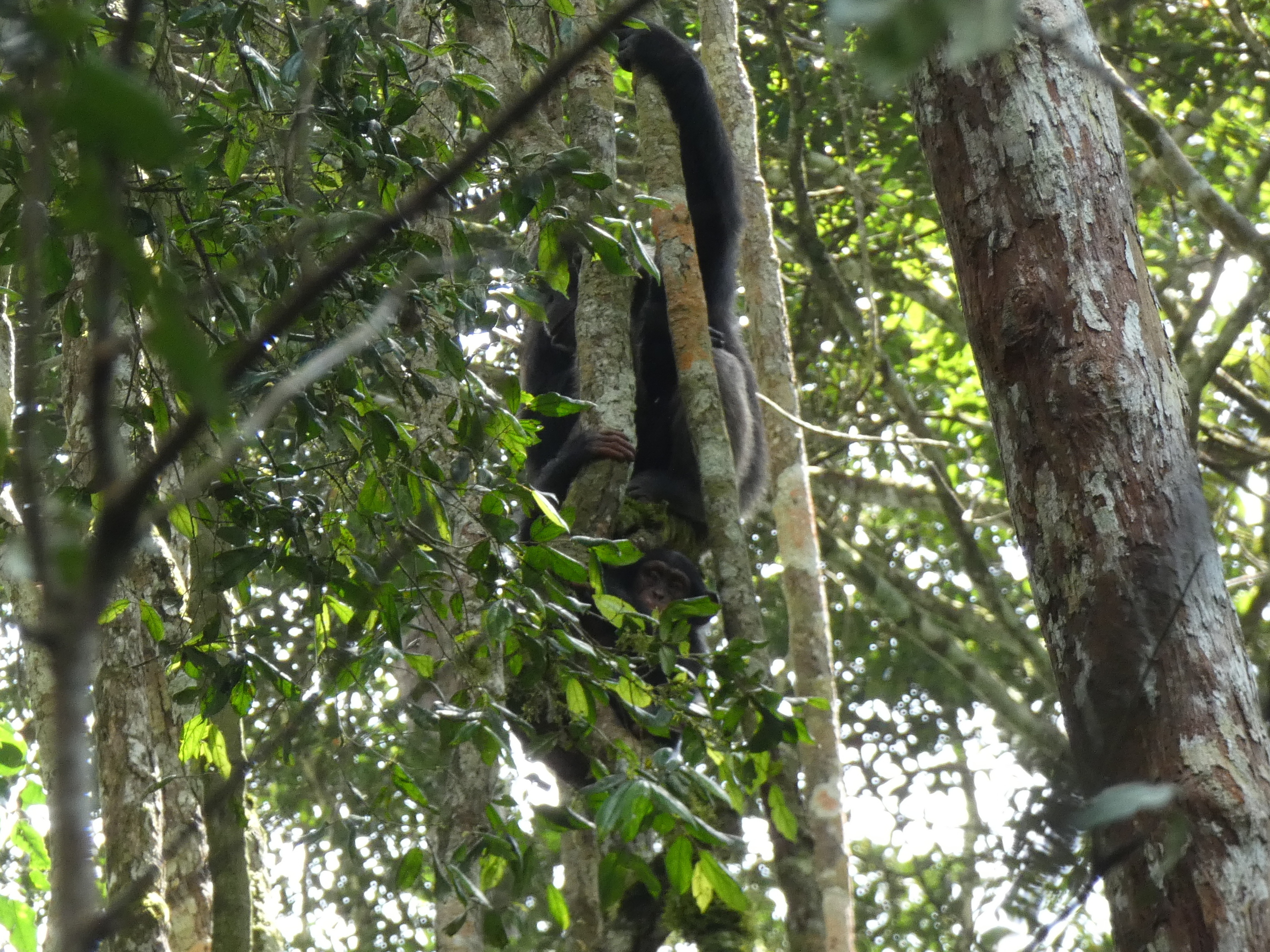 Chimpanzees in Taï National Park.