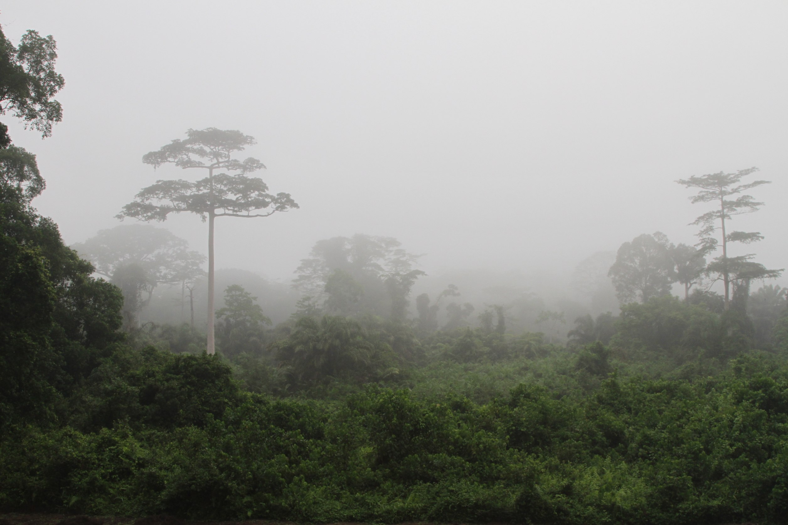 Landscape view inside Taï National Park.