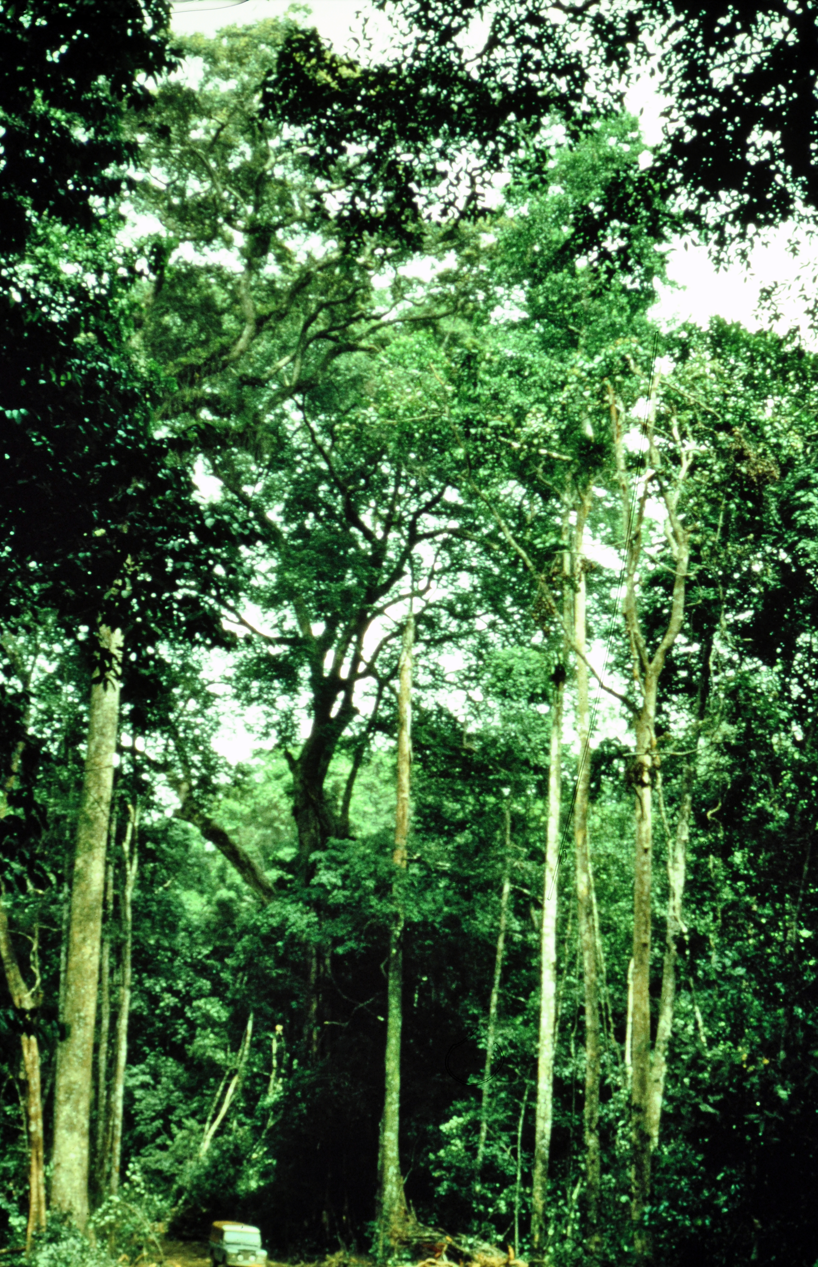 Primary rainforest canopy in Taï National Park.