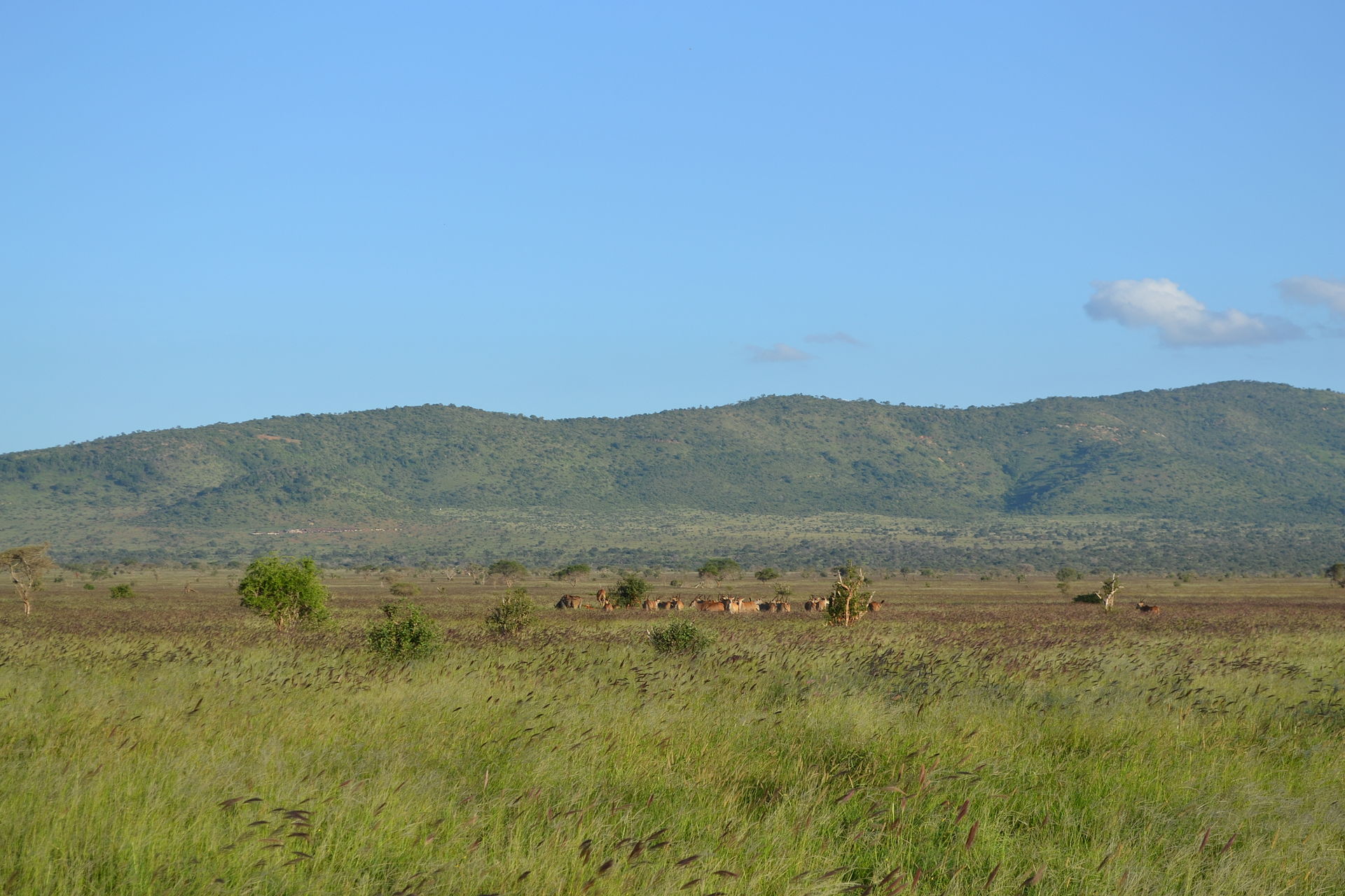 Open savanna dotted with low trees and shrubs stretching to the horizon under a partly cloudy sky.