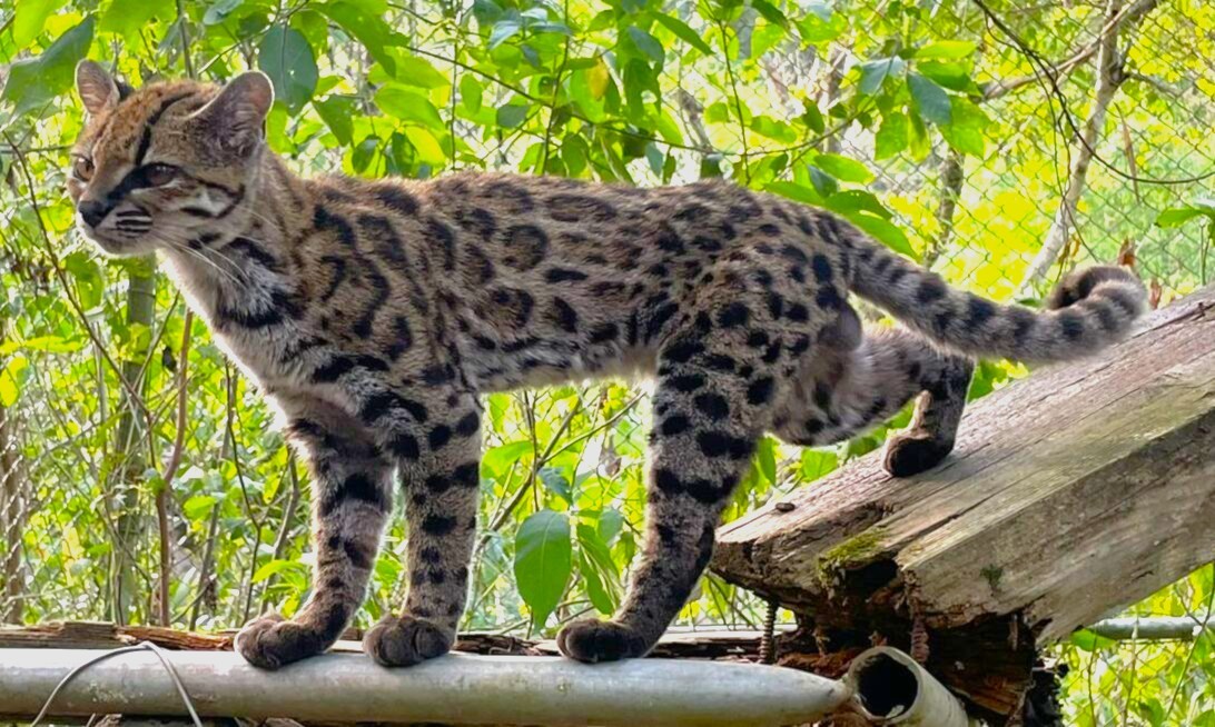 Leopardus tilcayo photographed by researcher Paola Nogales-Ascarrunz.