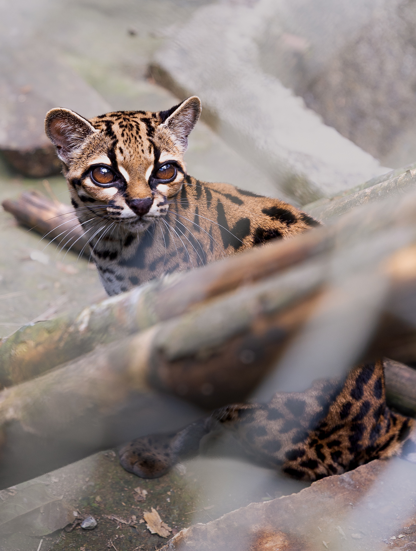Face of captive Leopardus tilcayo at La Senda Verde, Bolivia.
