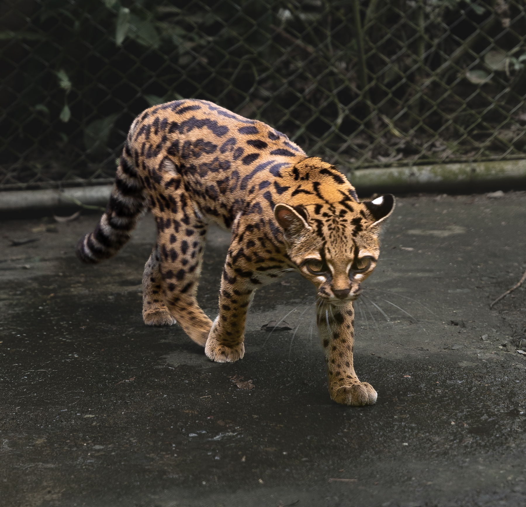 Full-body view of captive Leopardus tilcayo at La Senda Verde.