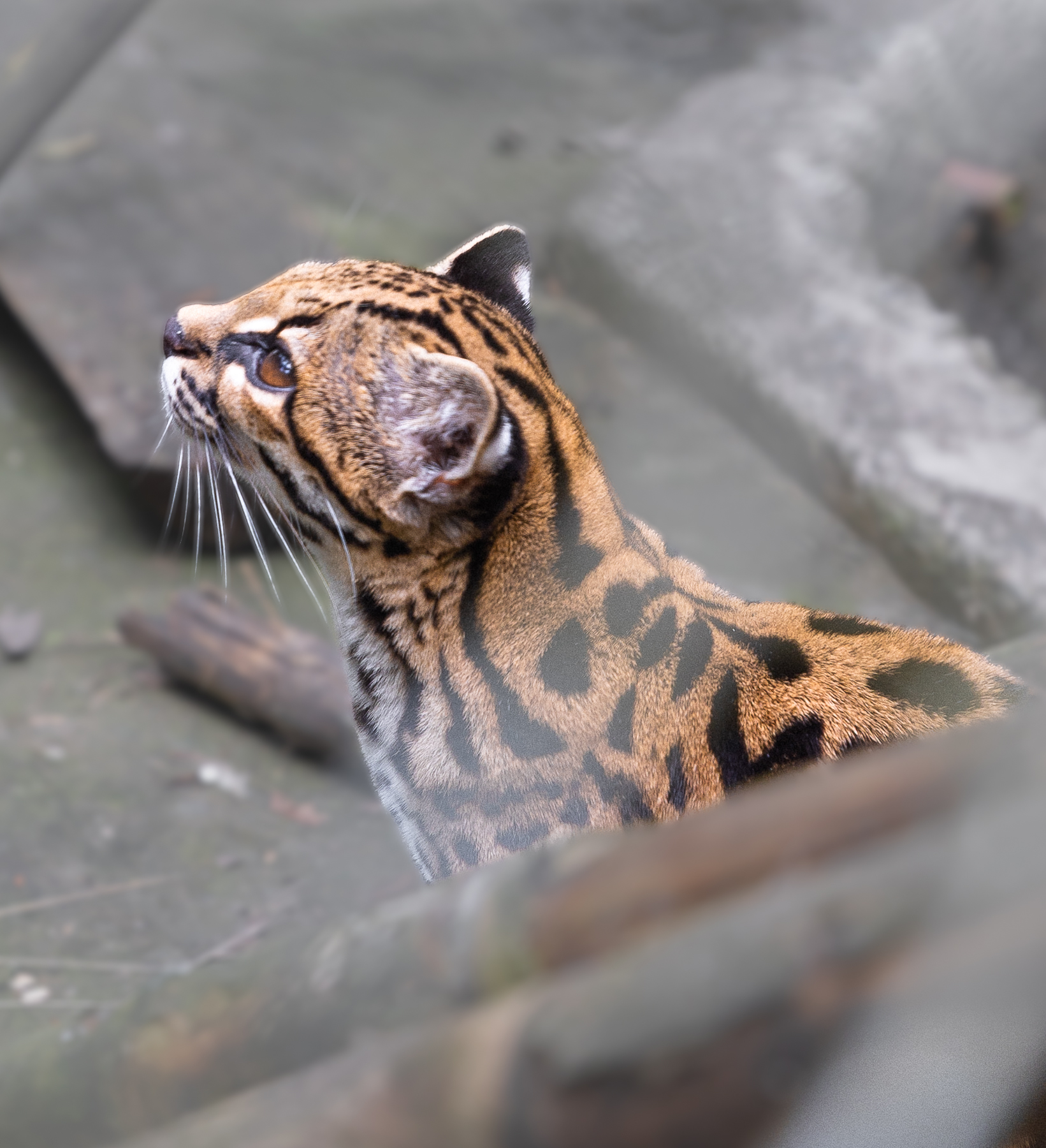 Side profile of captive Leopardus tilcayo at La Senda Verde.