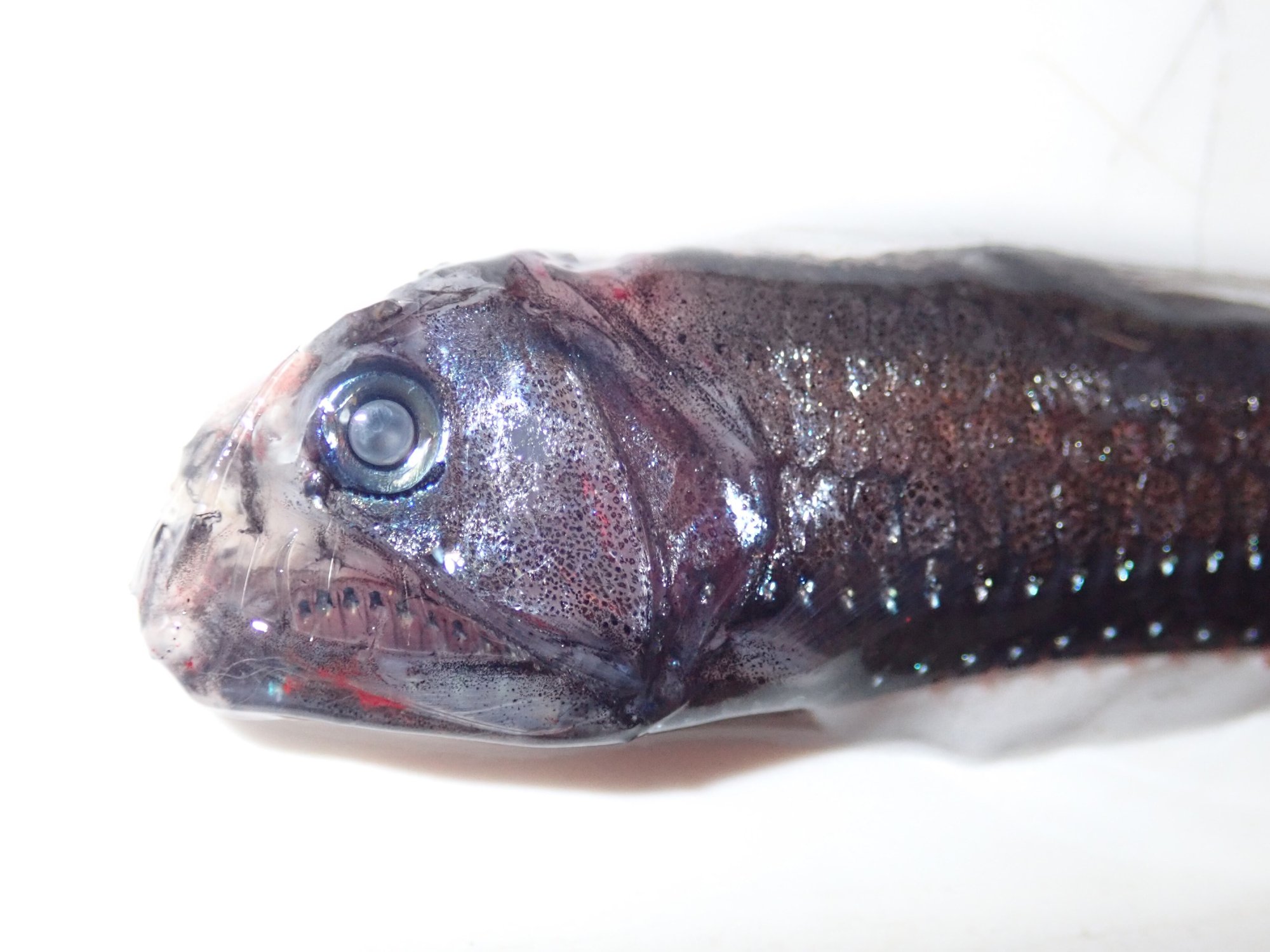 A dark, slender viperfish with long, needle-like teeth, photographed against a plain background after collection by a research trawl.