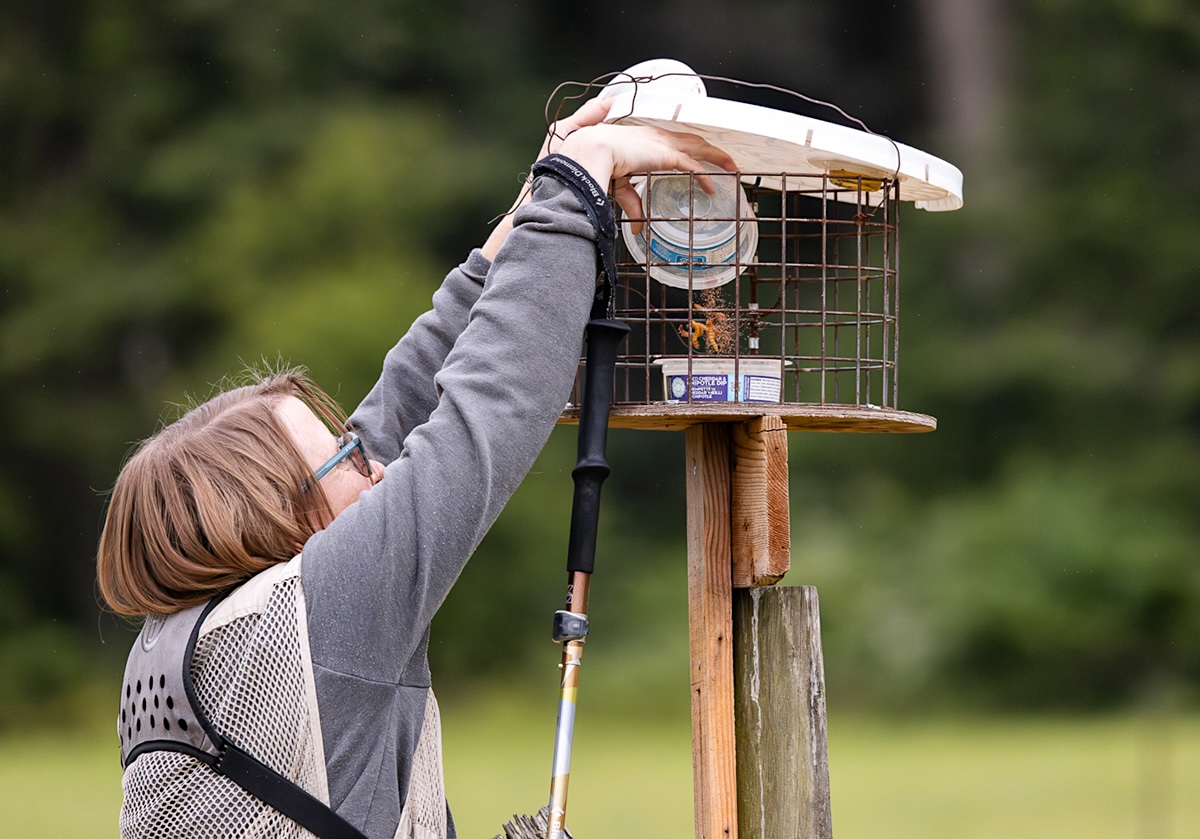 A woman dumps mealworms into a container in a fenced-off feeder box.