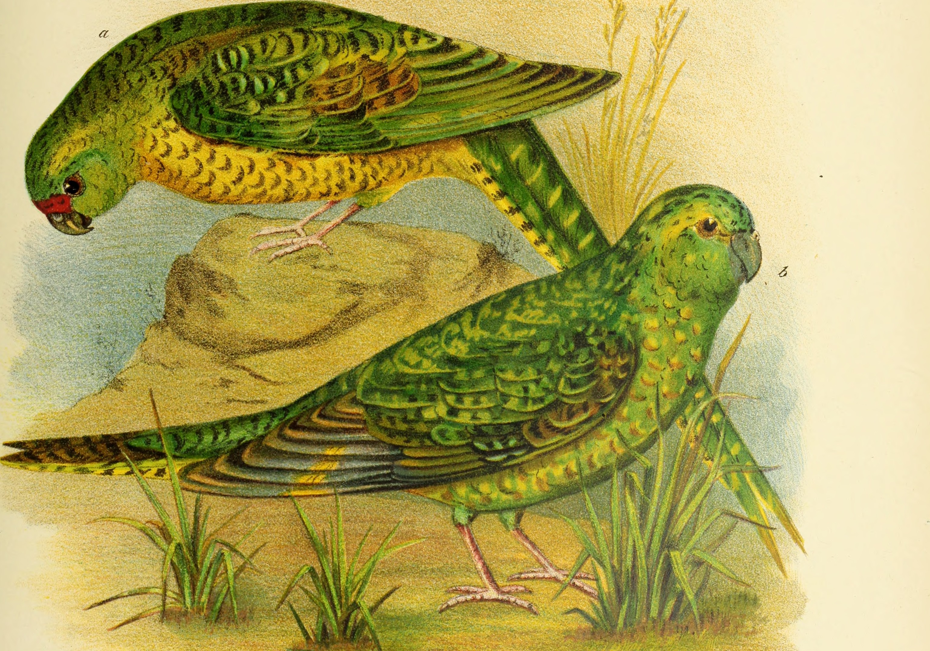 1890 Broinowski plate showing ground parrot and night parrot.