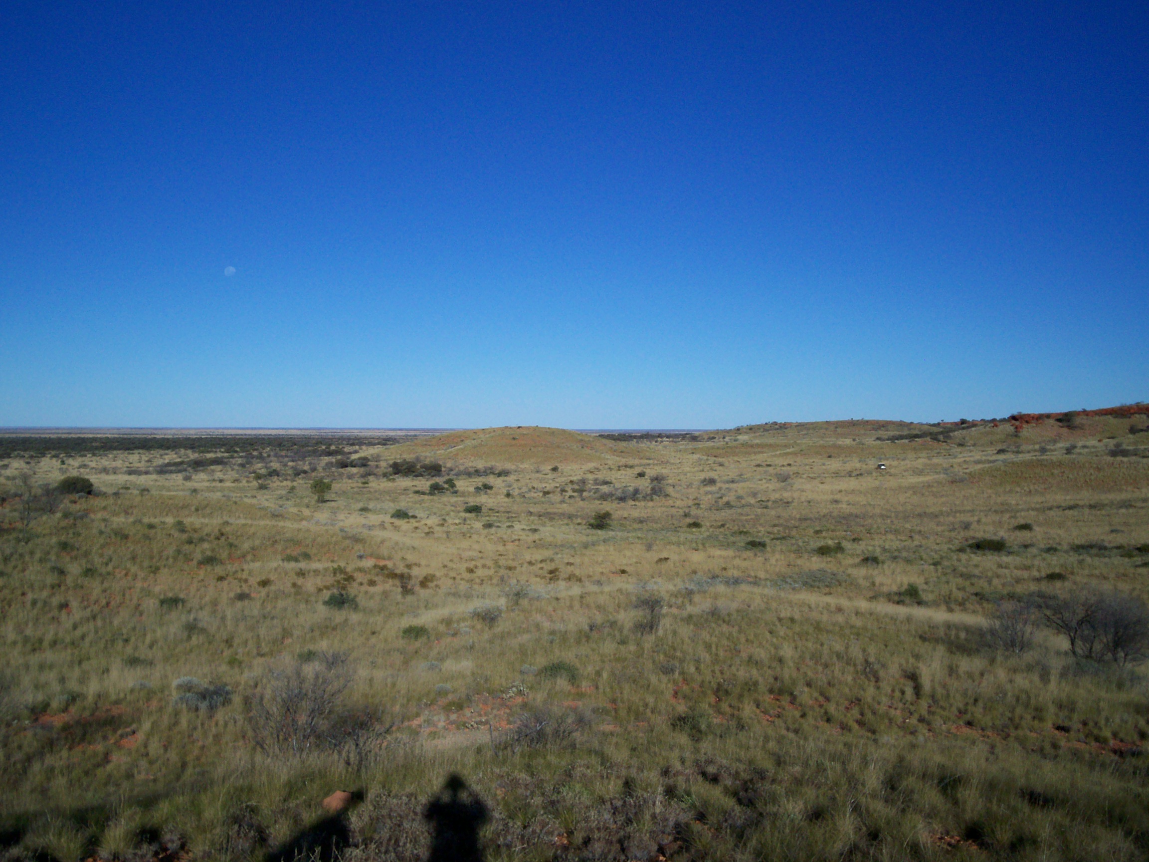 Spinifex-covered desert landscape under moonlight.