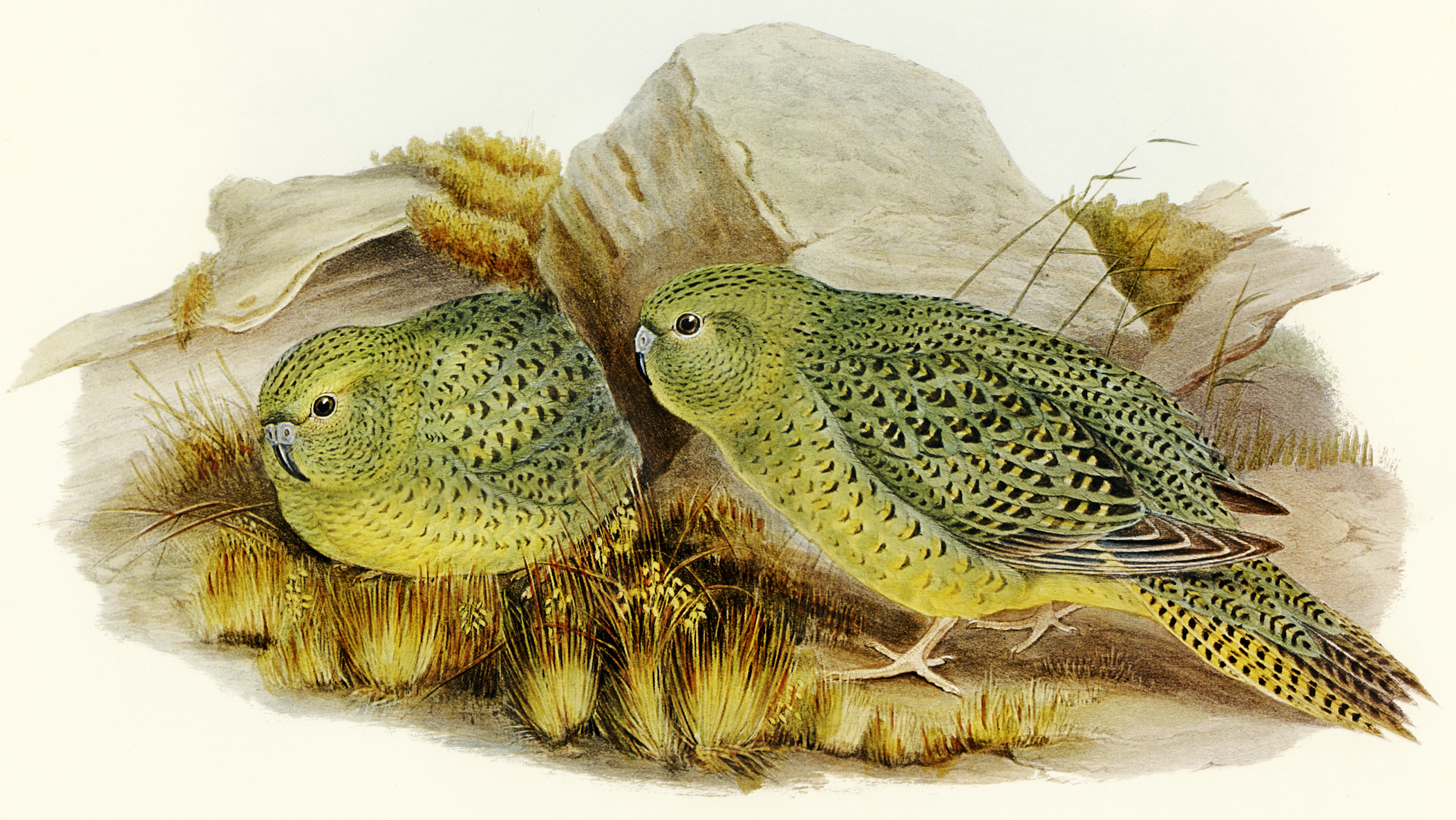 Historical illustration of a night parrot.