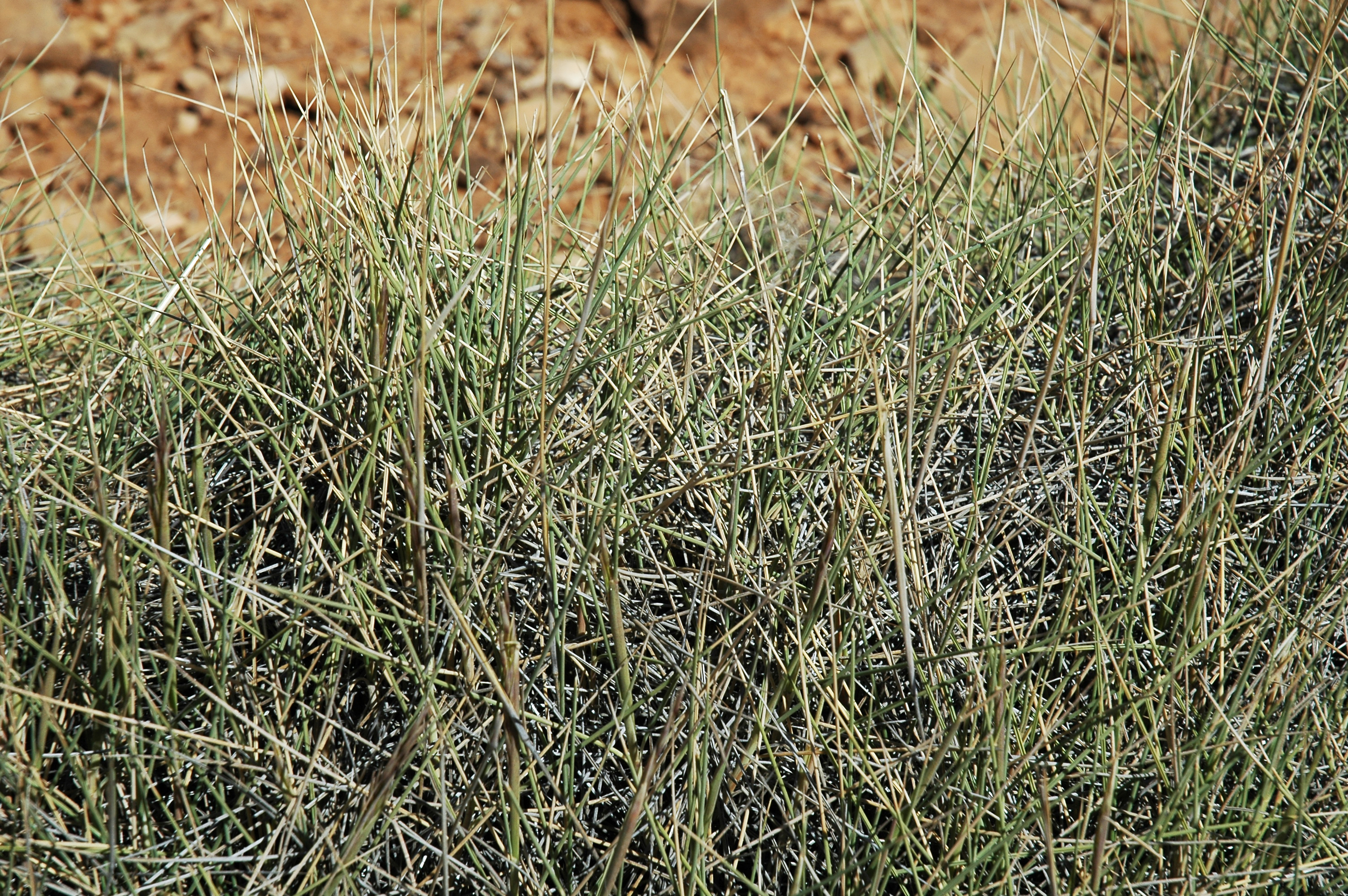 Close view of Triodia spinifex grass.