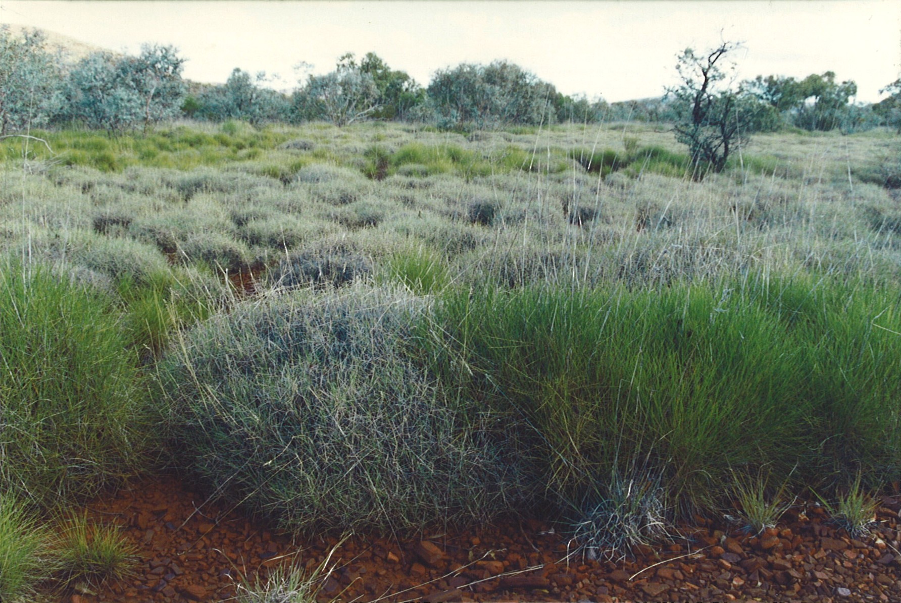 Triodia spinifex hummock grassland in Western Australia.