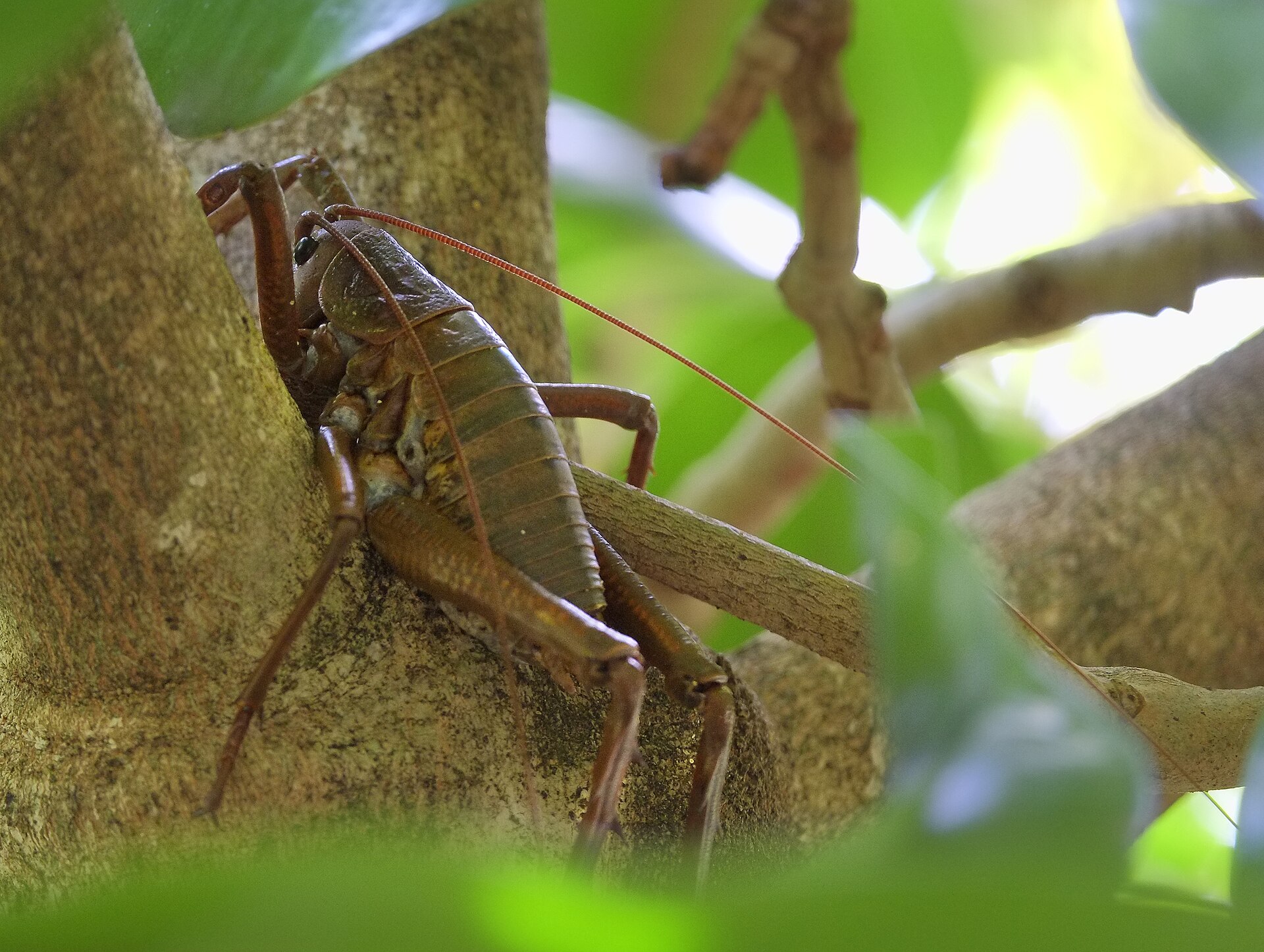 A giant wētā sitting in the fork of a tree branch, a long antenna trailing across the frame.