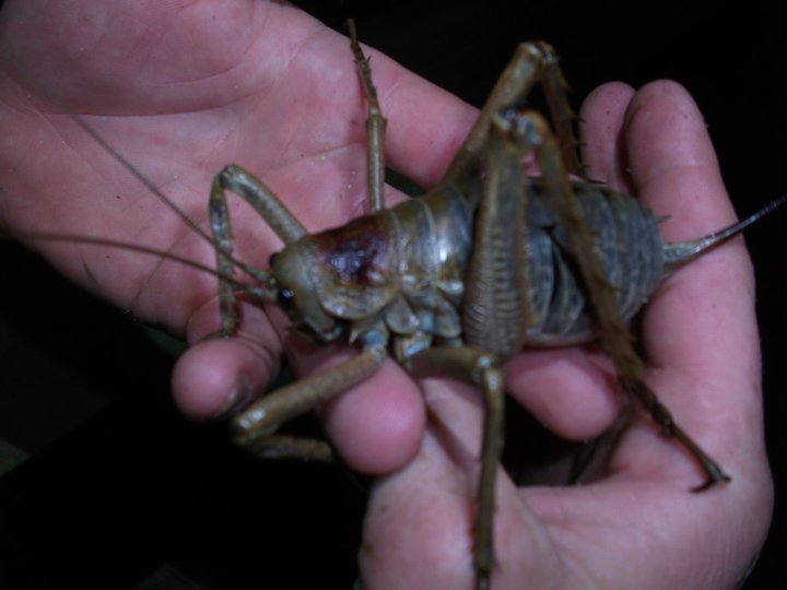 A giant wētā held up for the camera in a forest setting.