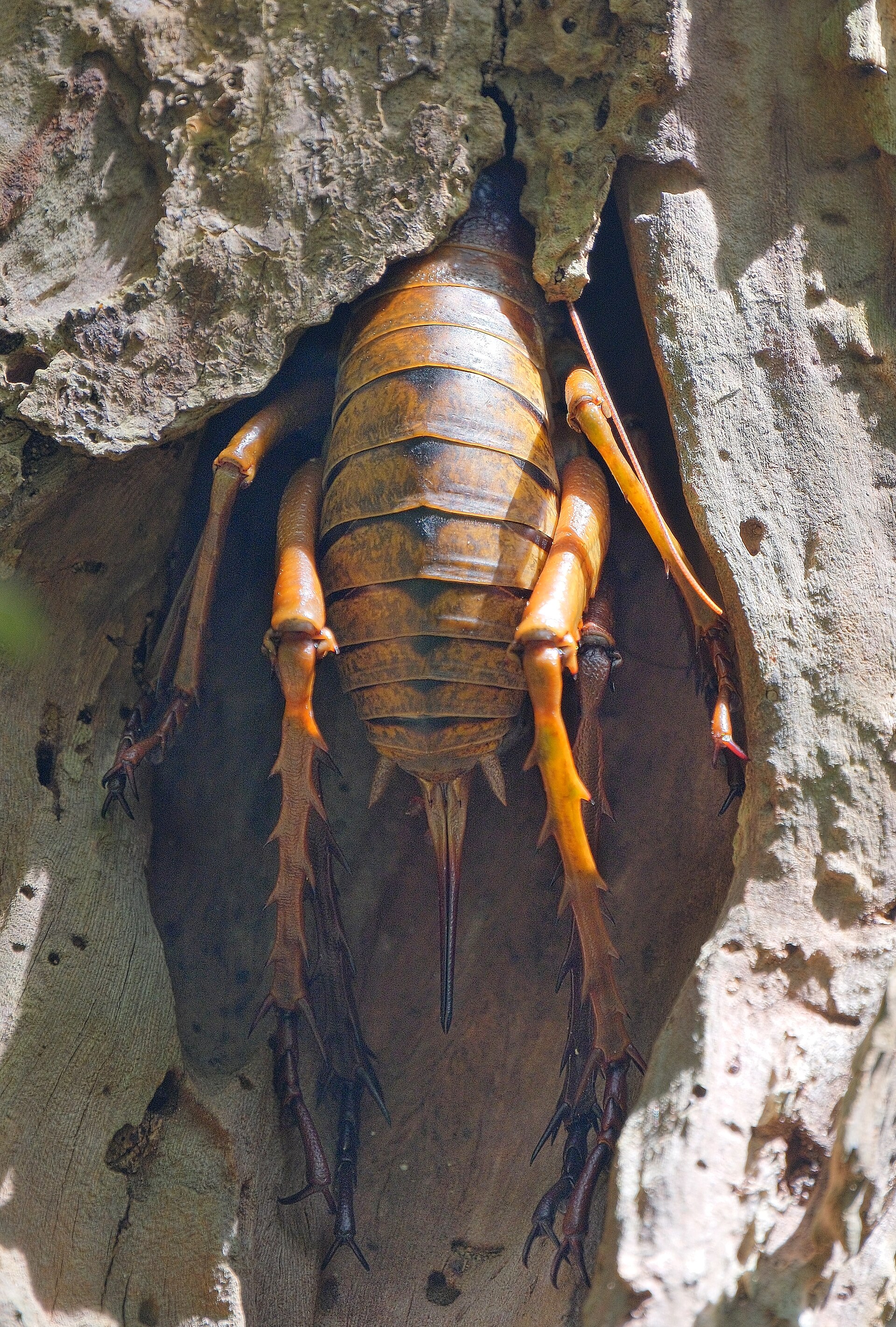 A giant wētā tucked into a hole in a tree trunk, its long antennae visible.