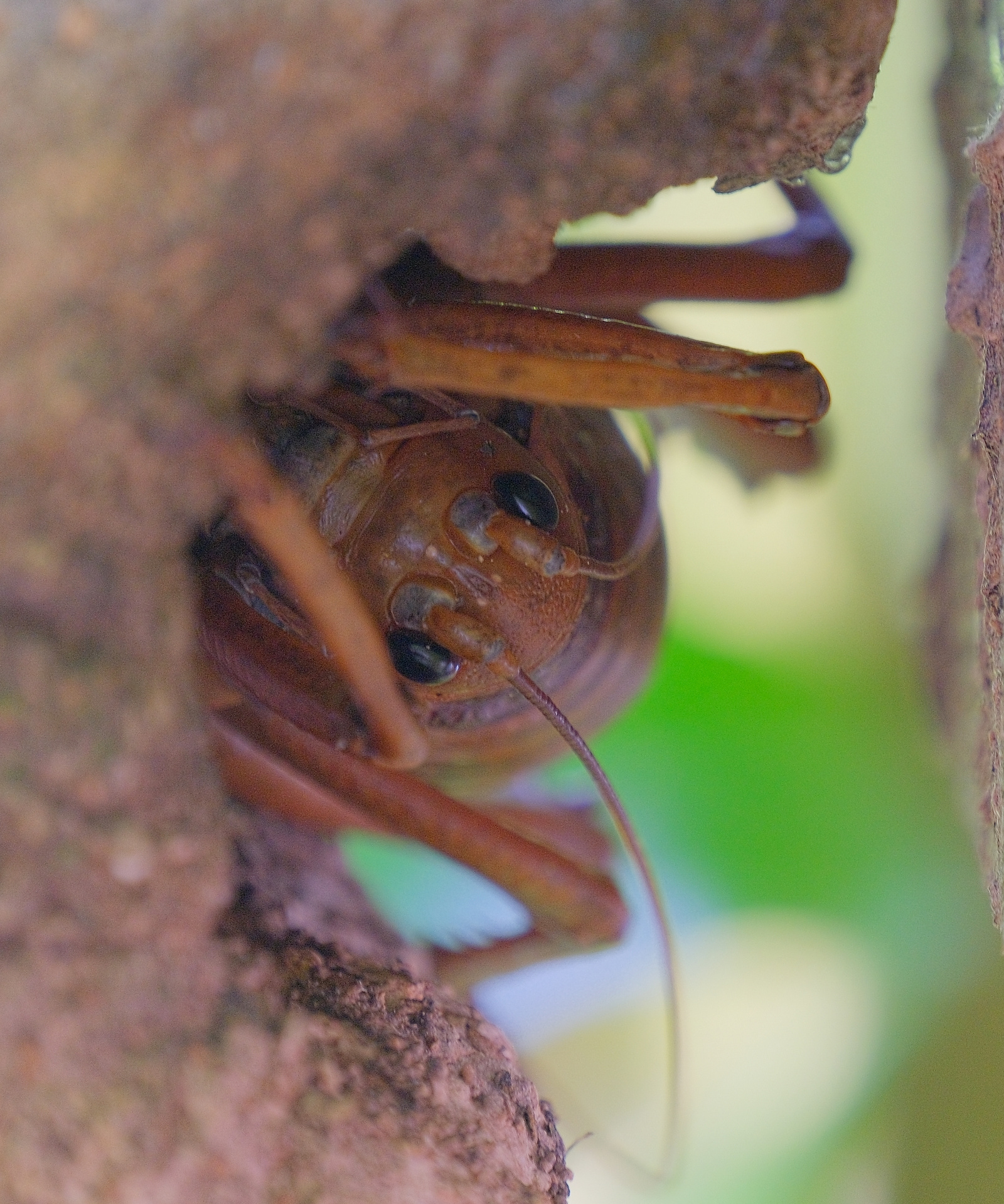 A giant wētā sitting in a hollow on a tree trunk, its head and legs visible.