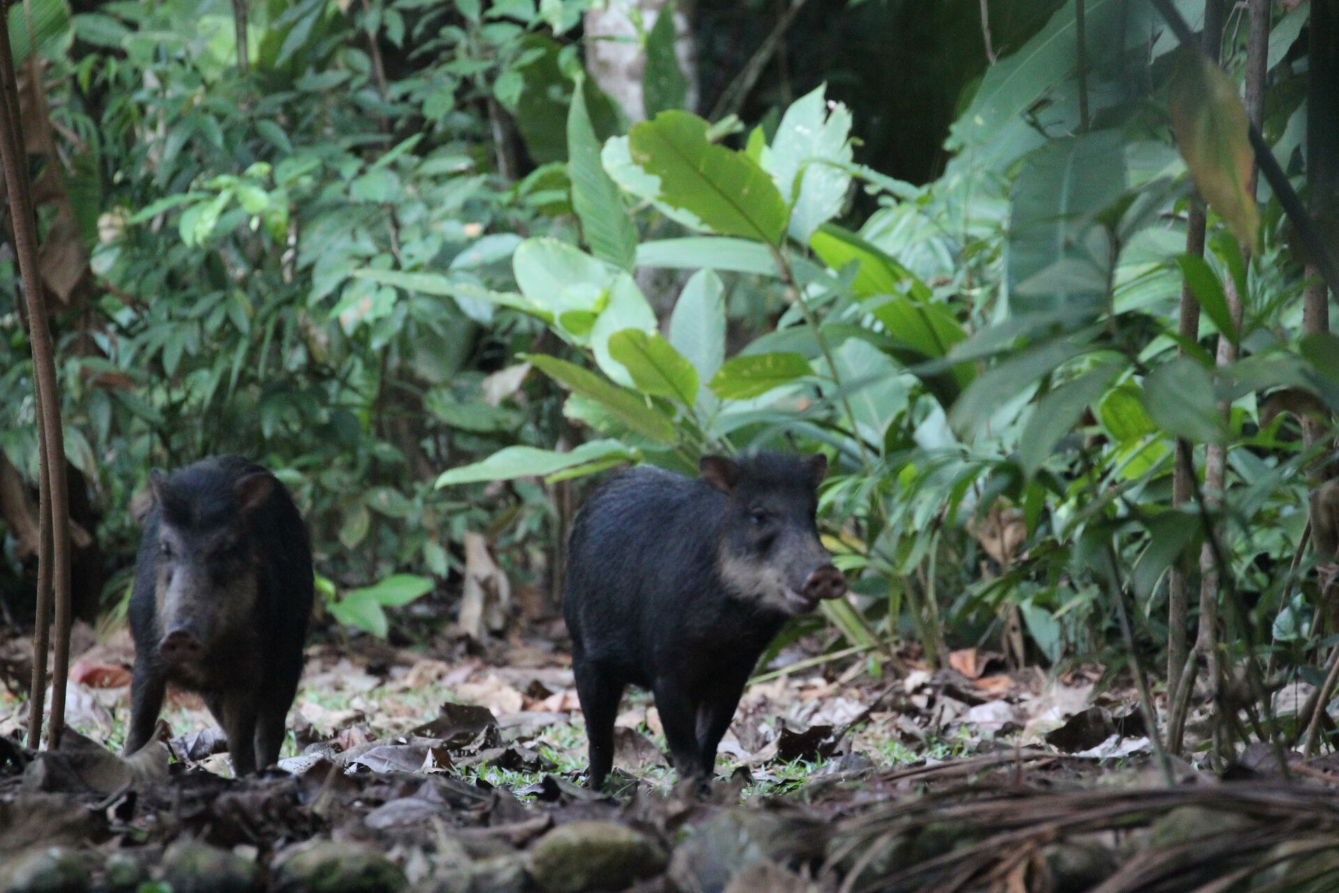 Two dark, bristly white-lipped peccaries foraging among leaf litter and green plants on a rainforest floor.