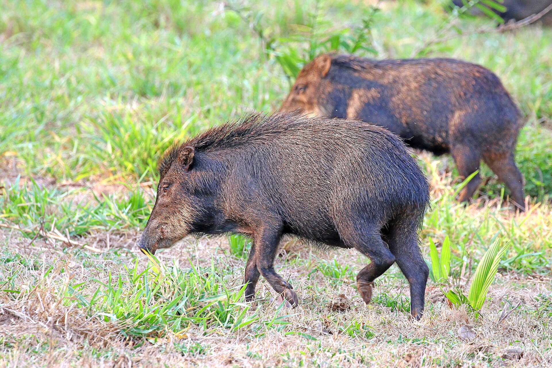 Two white-lipped peccaries walking across short grass.
