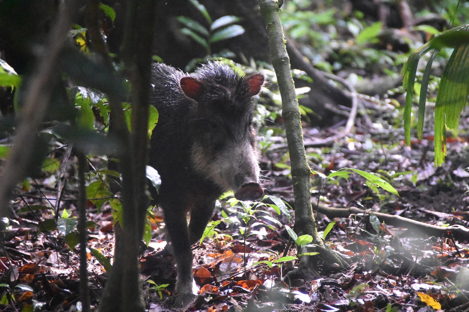 A white-lipped peccary with a pale patch on its jaw standing among saplings in a forest.